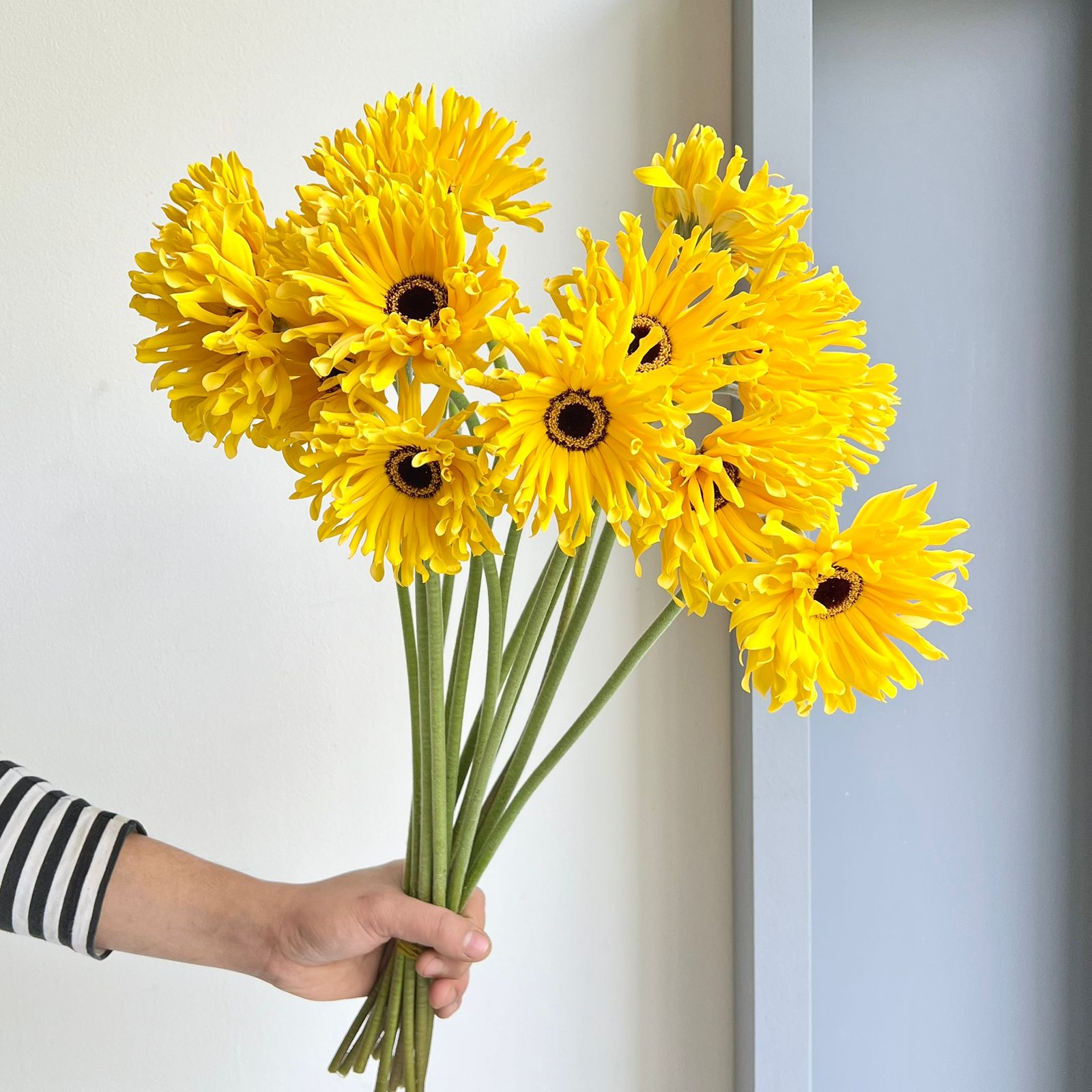 Gerbera - Pasta Solomio Yellow