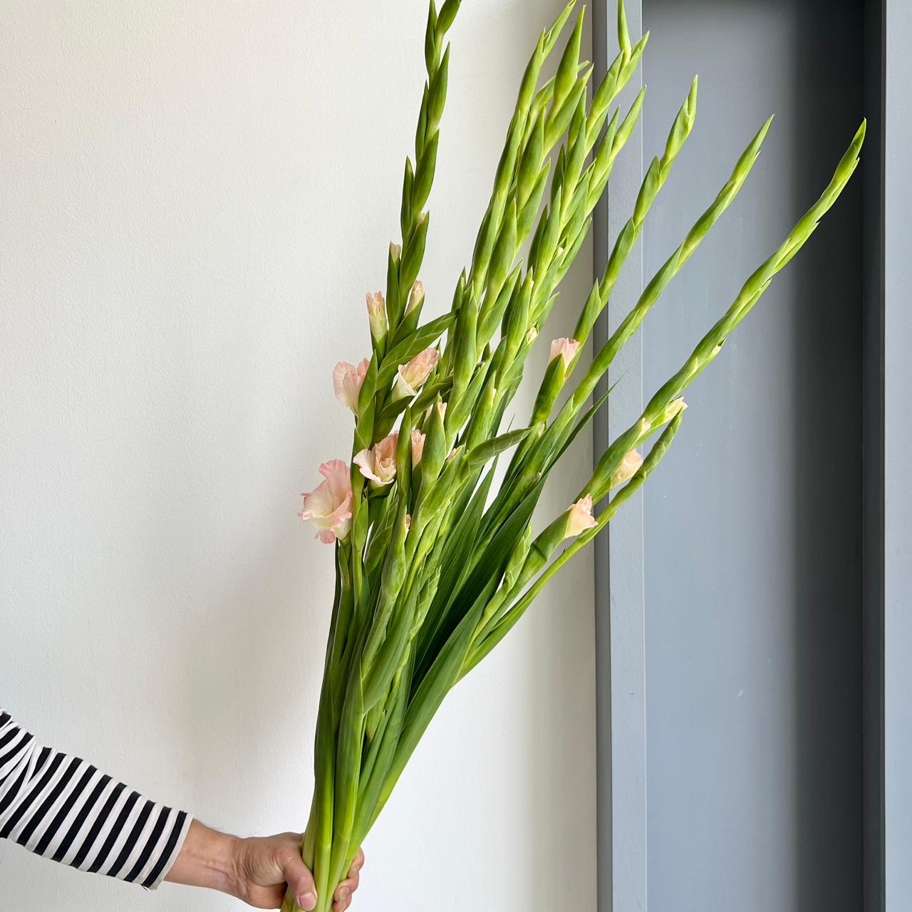 Gladioli - Careless Pastel Pink