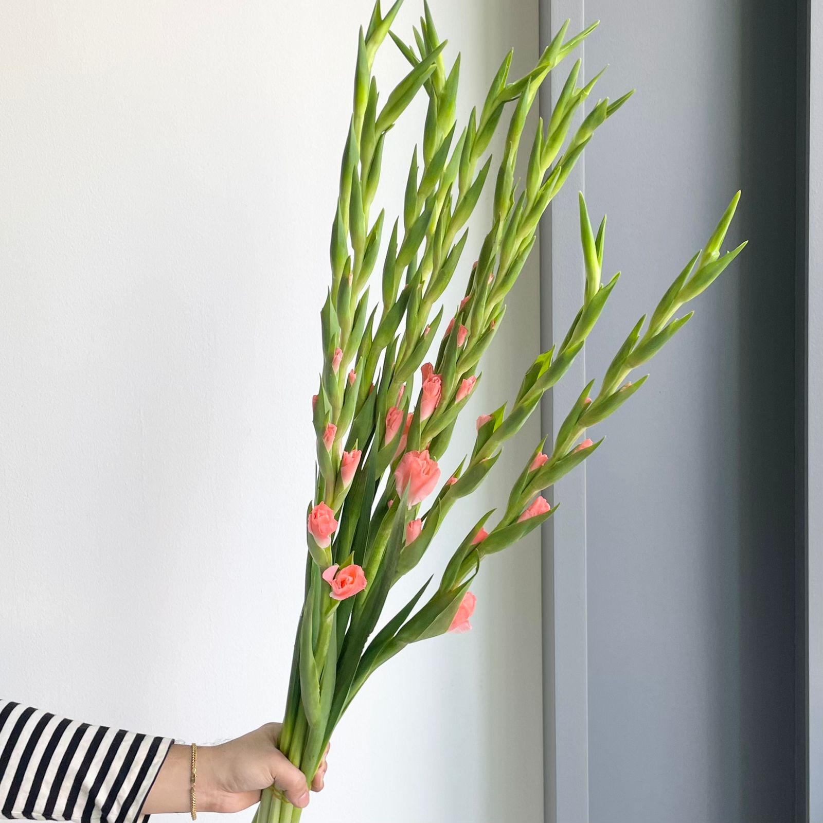 Gladioli - Louise Light Pink