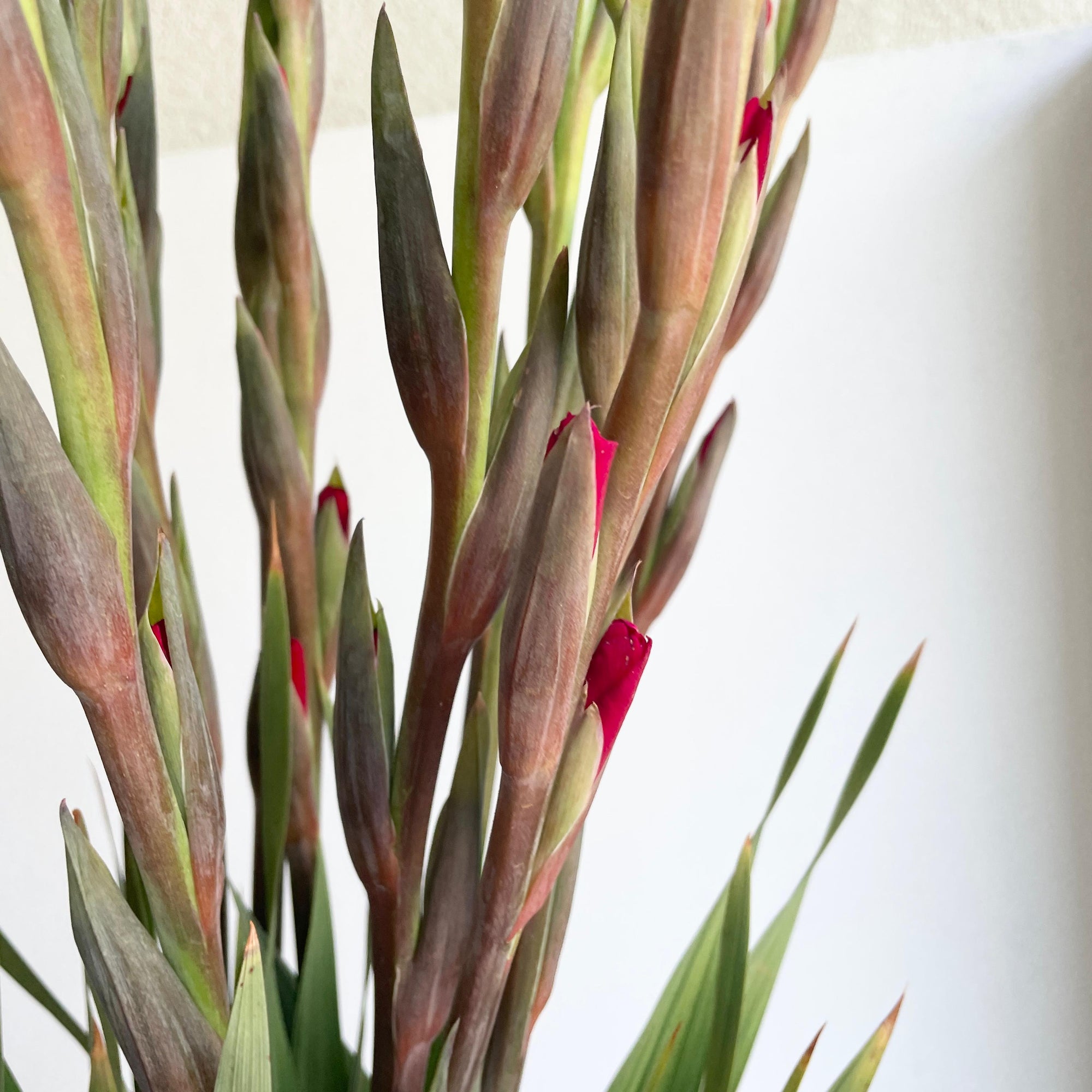 Gladioli - Roma Red