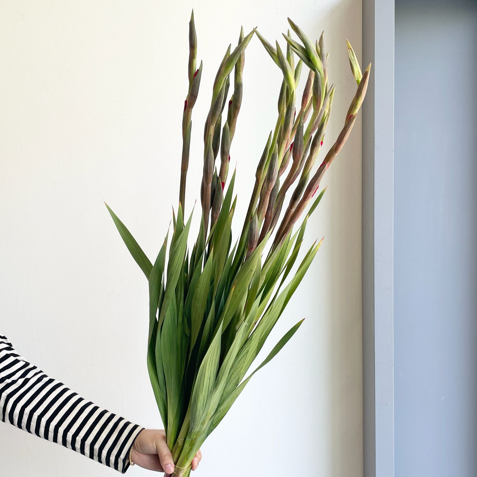 Gladioli - Roma Red