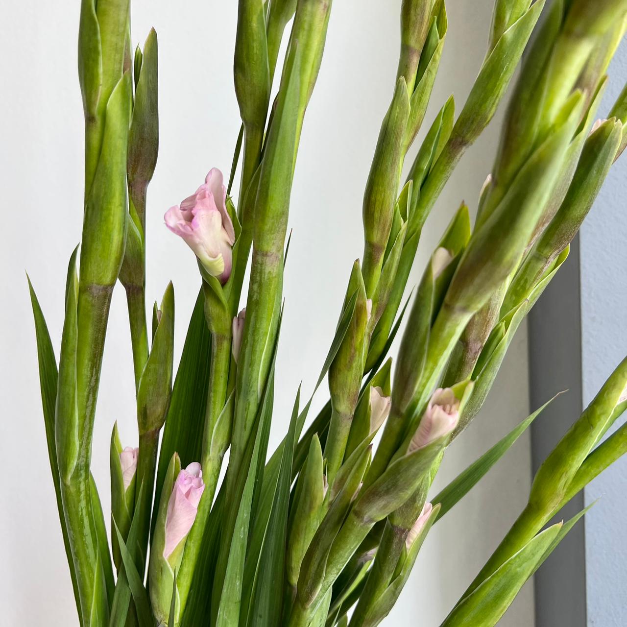 Gladioli - Zamora Lilac