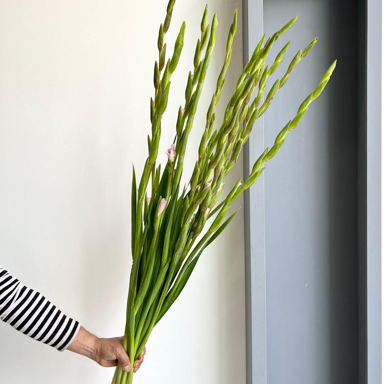 Gladioli - Zamora Lilac