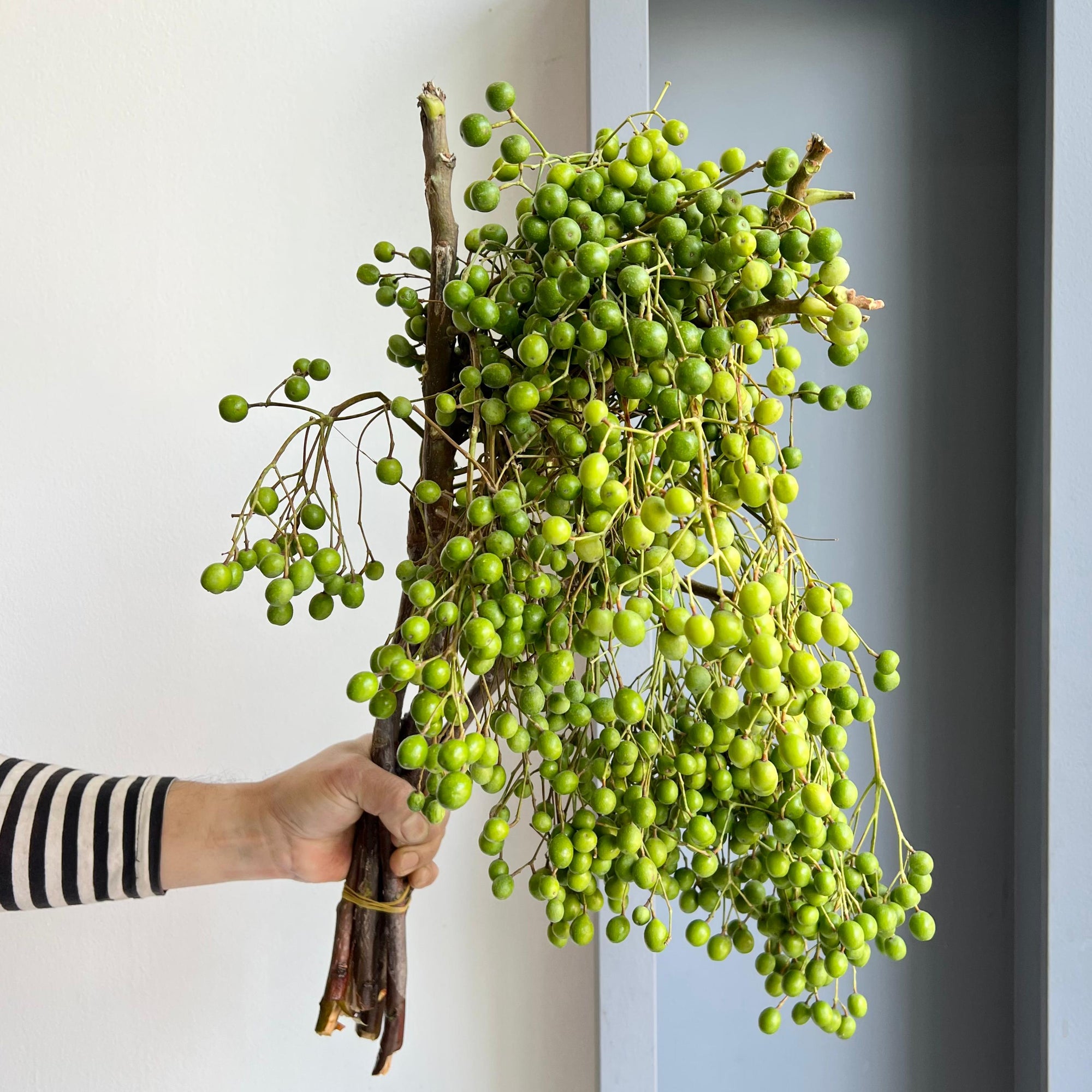 Ligustrum Lilac De Chine – Green Berries