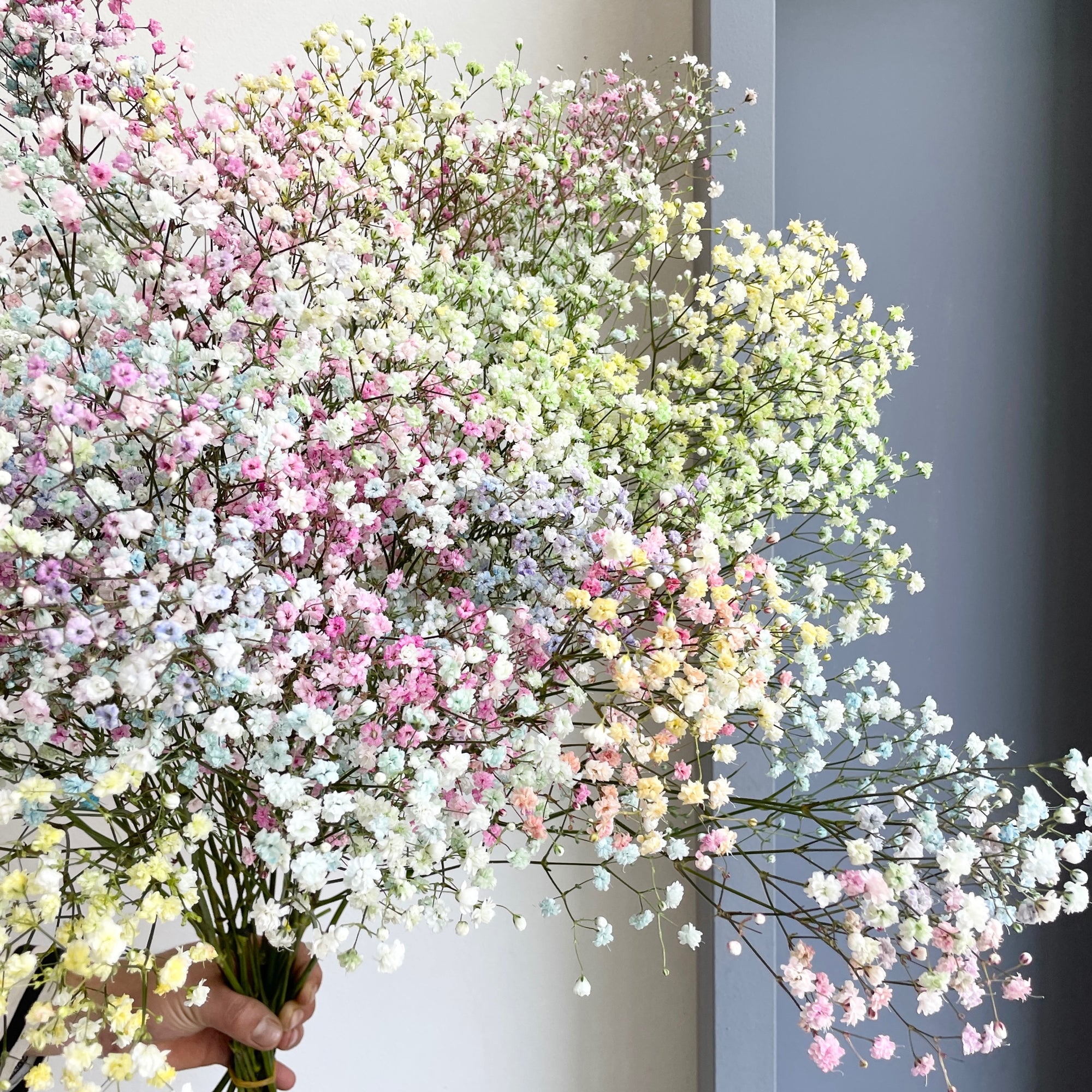 Florette_Flower_Market_Gypsophilia_Rainbow_Pastel-16-04-2025-zoomed