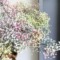 Florette_Flower_Market_Gypsophilia_Rainbow_Pastel-16-04-2025-zoomed