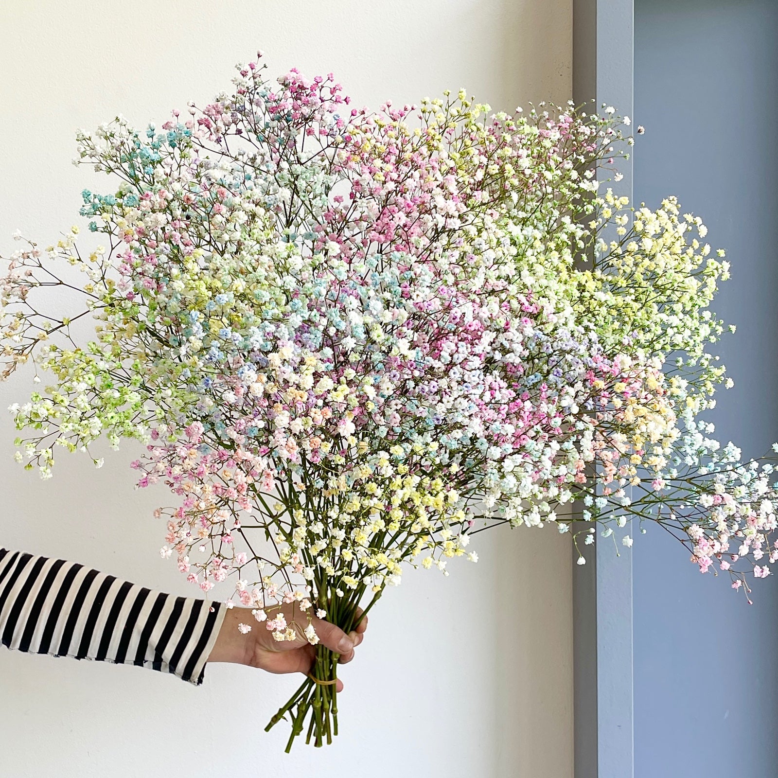 Florette_Flower_Market_Gypsophilia_Rainbow_Pastel