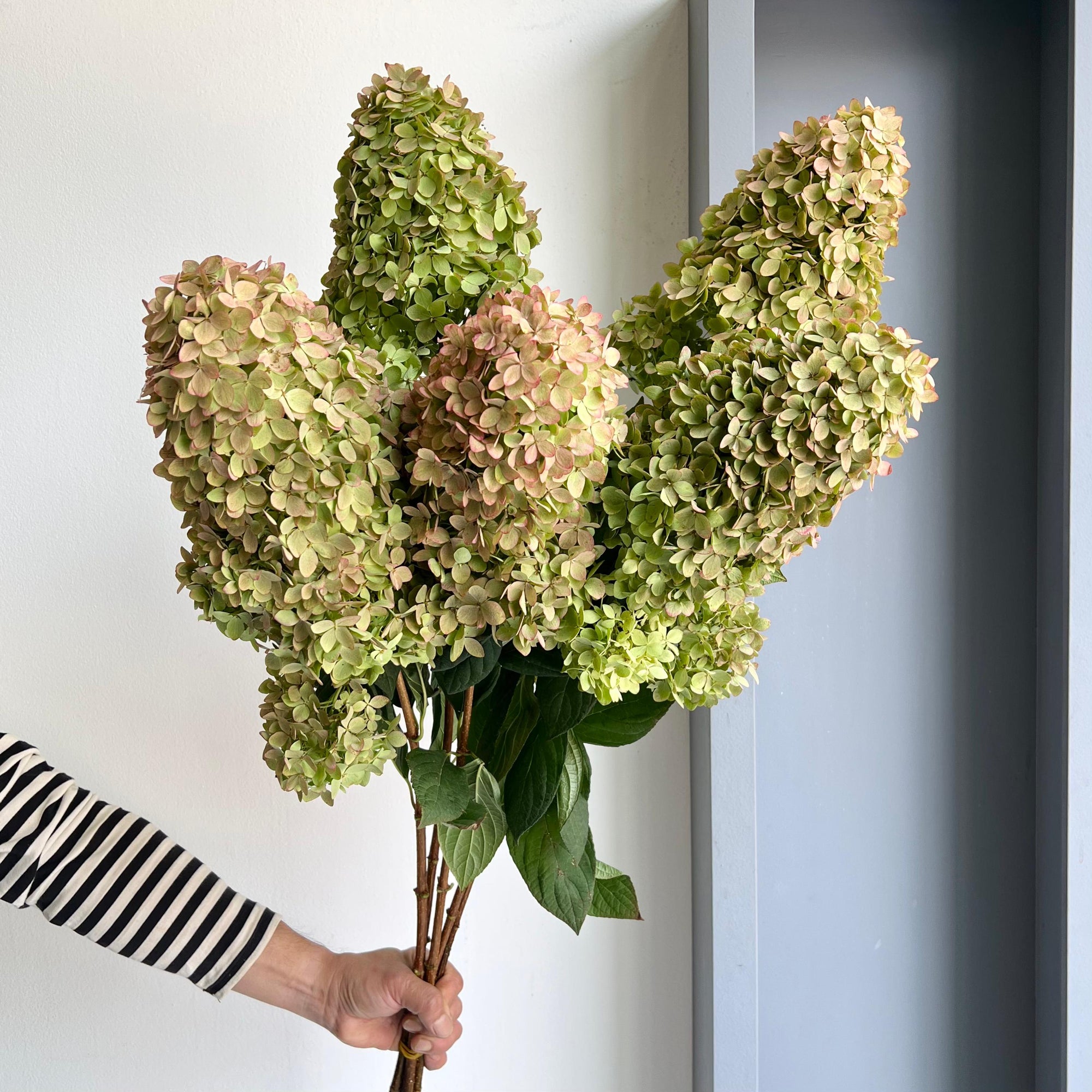 Hydrangea - Magical Candle Classic XL
