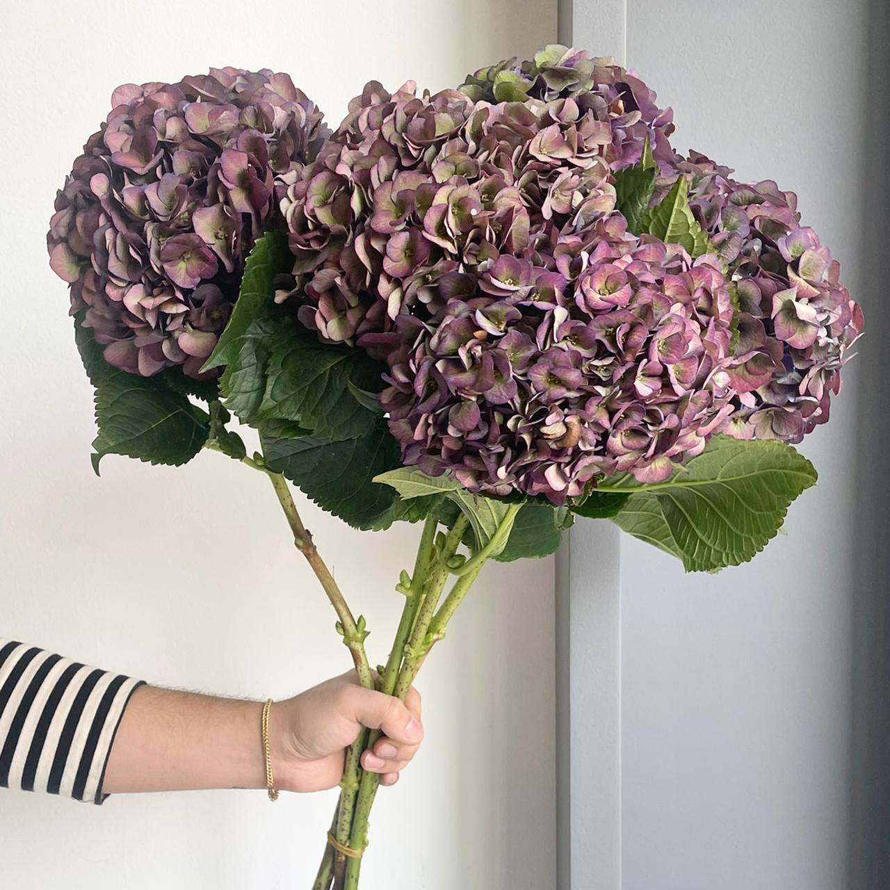 Hydrangeas - Mon Amour Classic