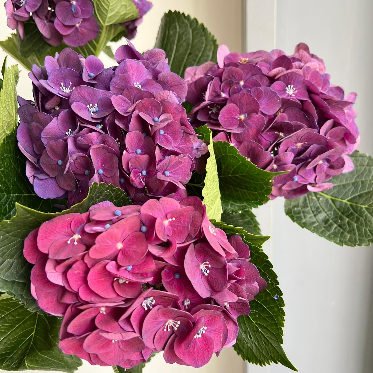Hydrangeas - Mon Amour Paars (Lollypop)