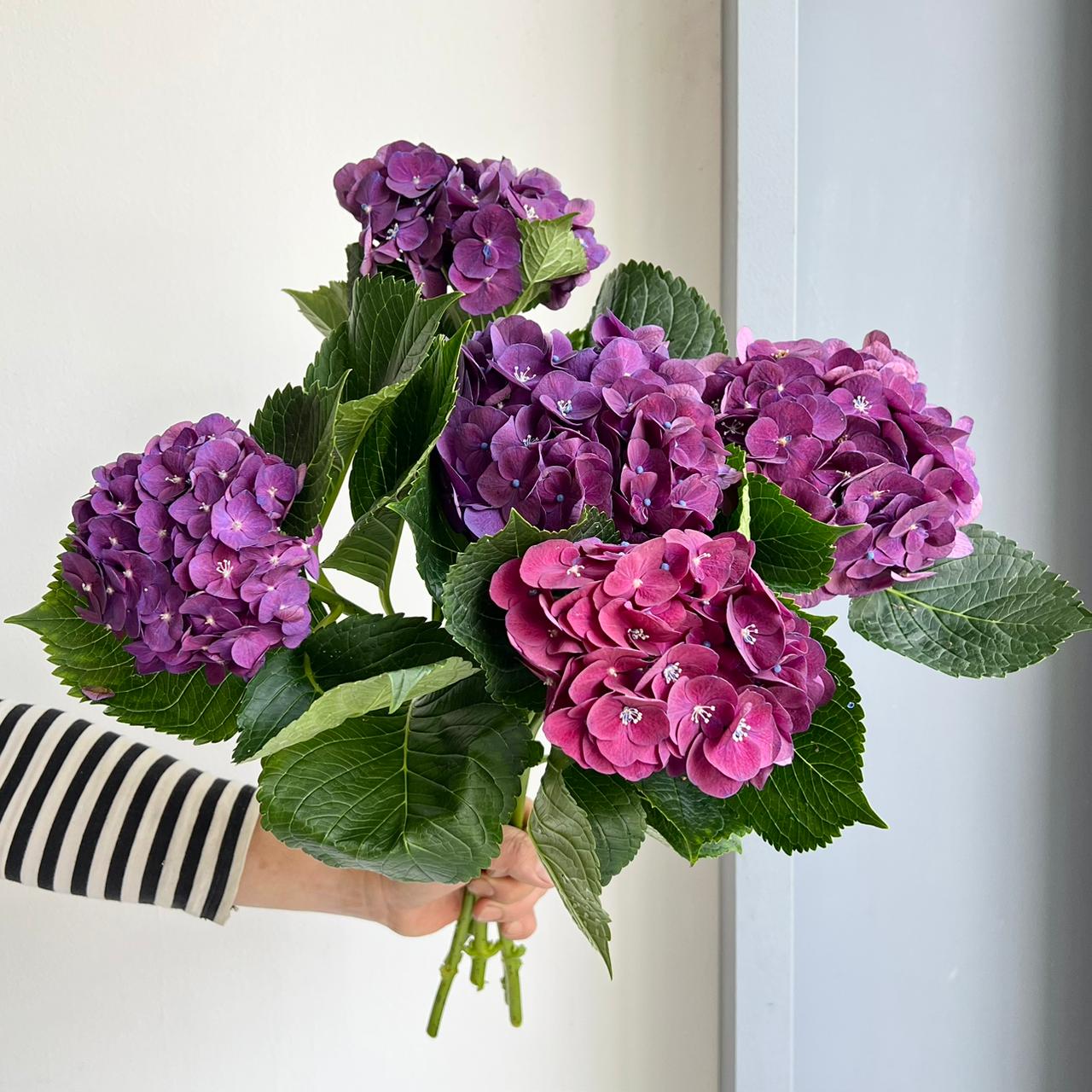 Hydrangeas - Mon Amour Paars (Lollypop)