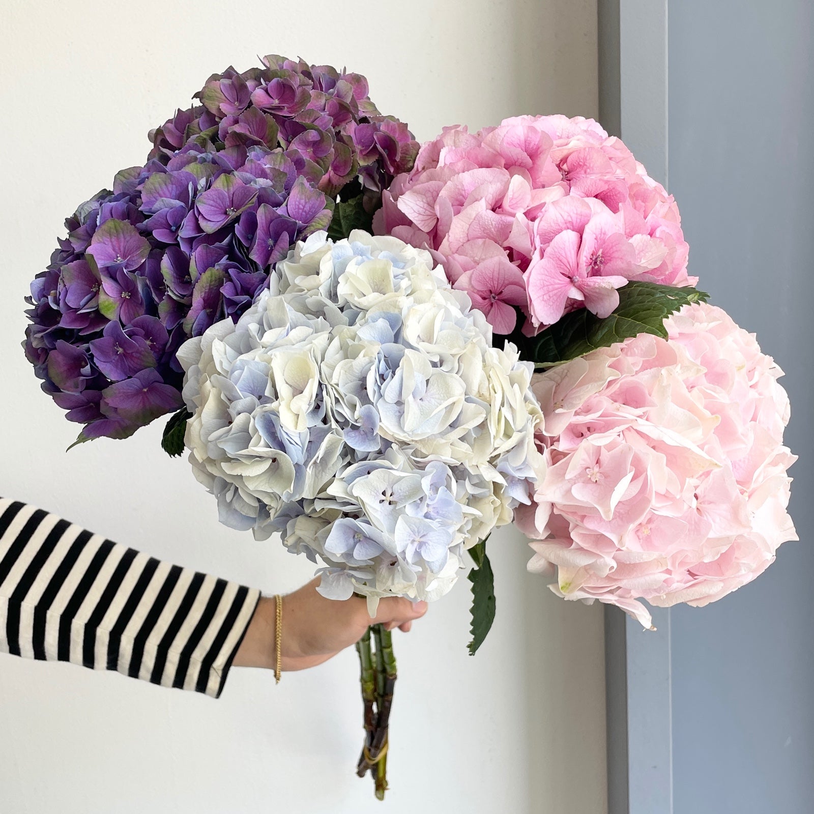 Hydrangeas - Pastel Symphony Mix