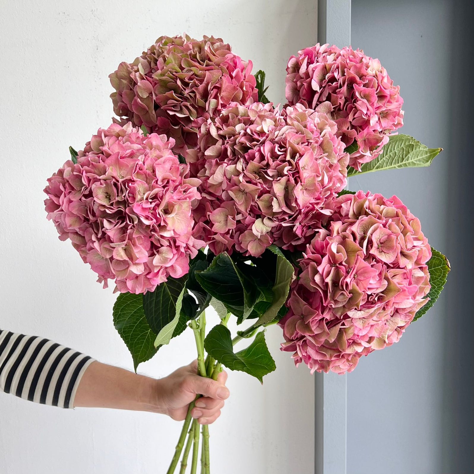 Pink Rodeo Hydrangea Florette's Flower Market