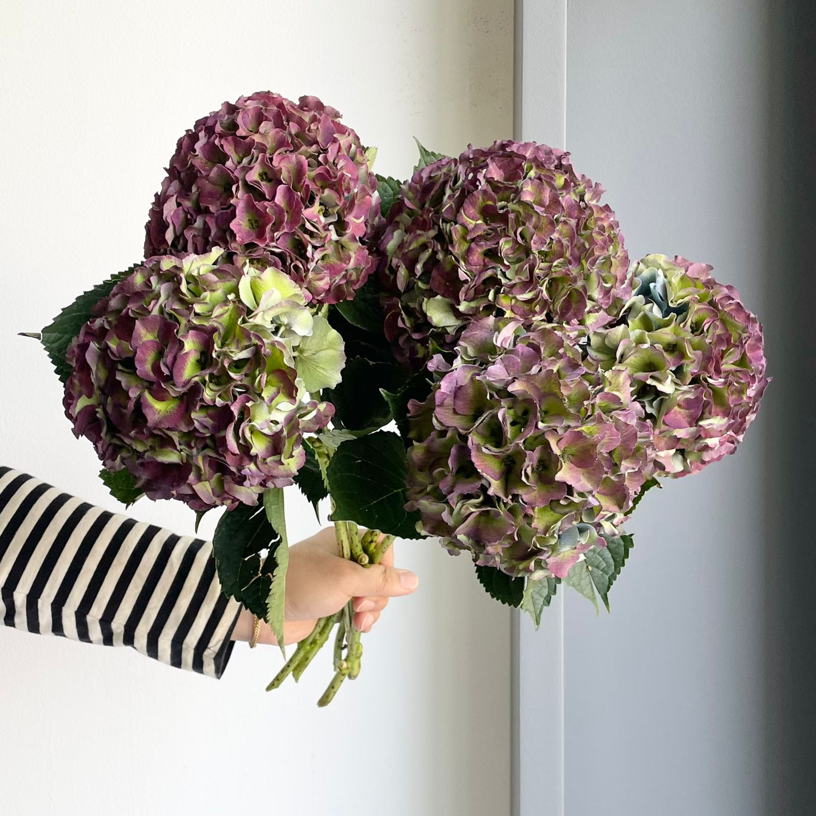 Hydrangeas - Royal Palace Classic Purple