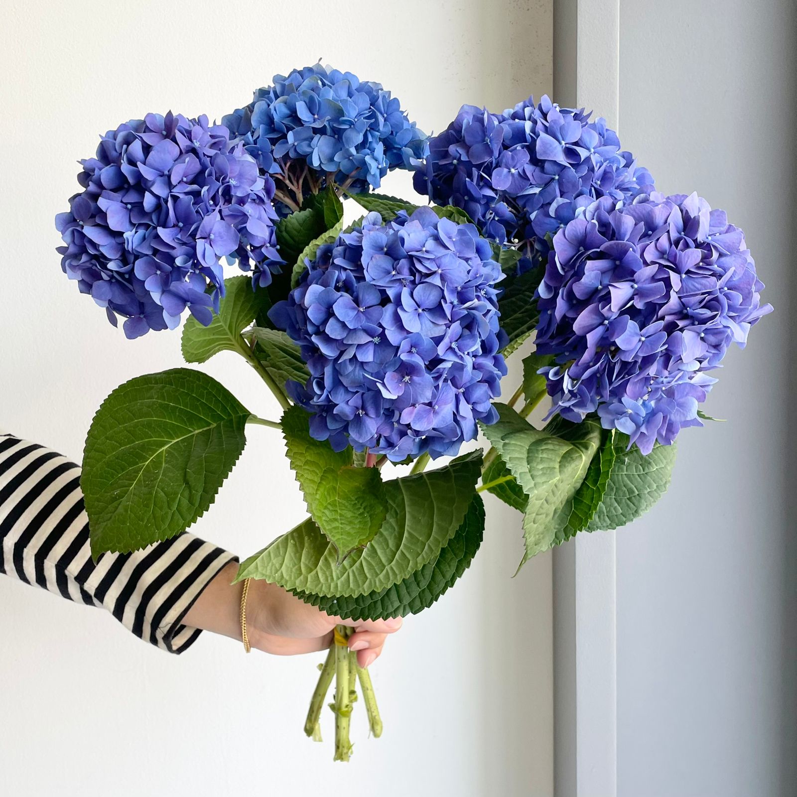 Hydrangeas - Royal Parade