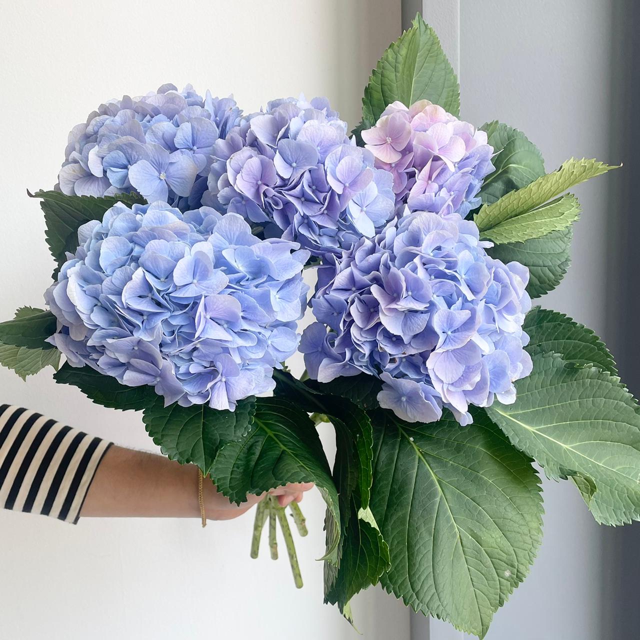Hydrangeas - Verena Blue