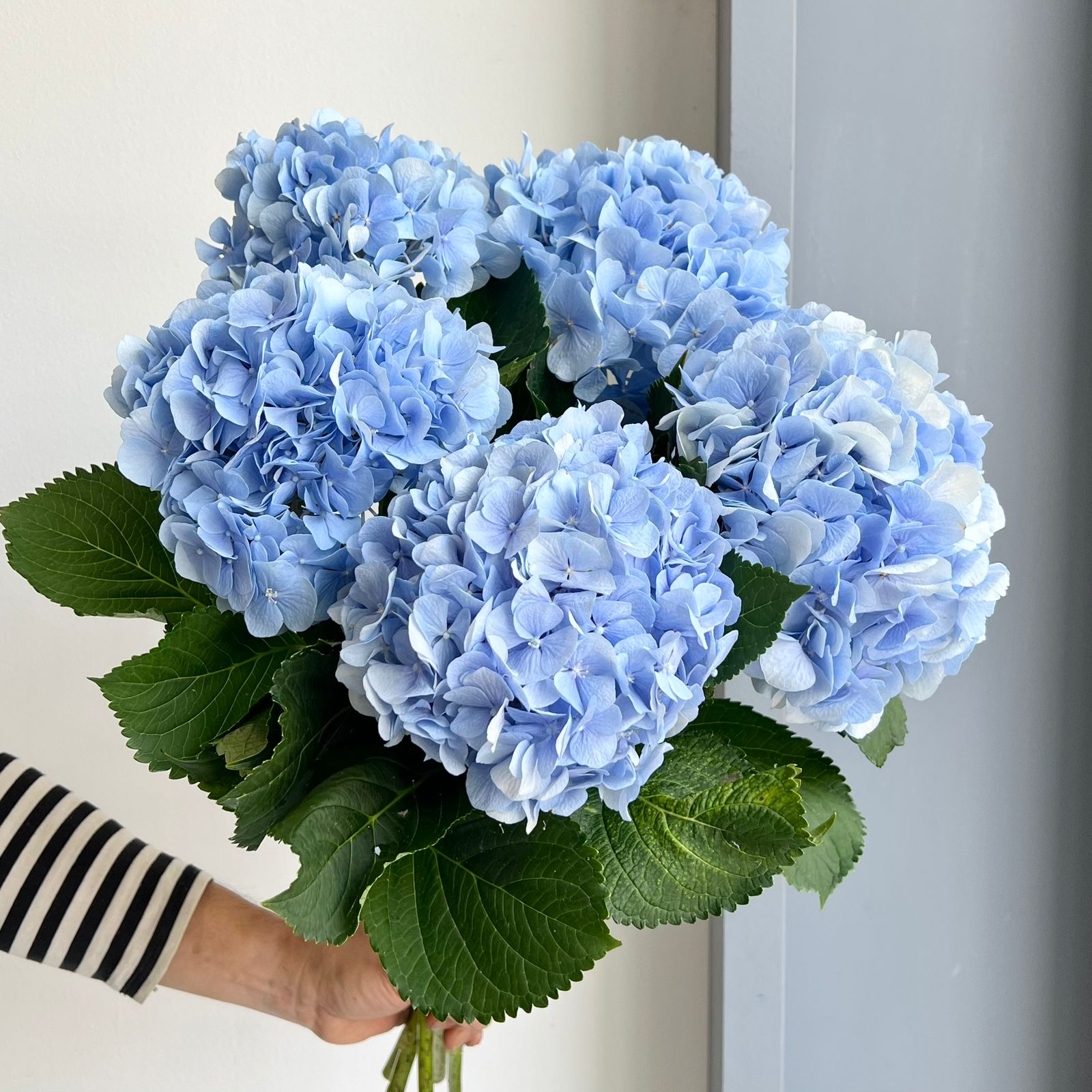 Hydrangeas - Verena Blue