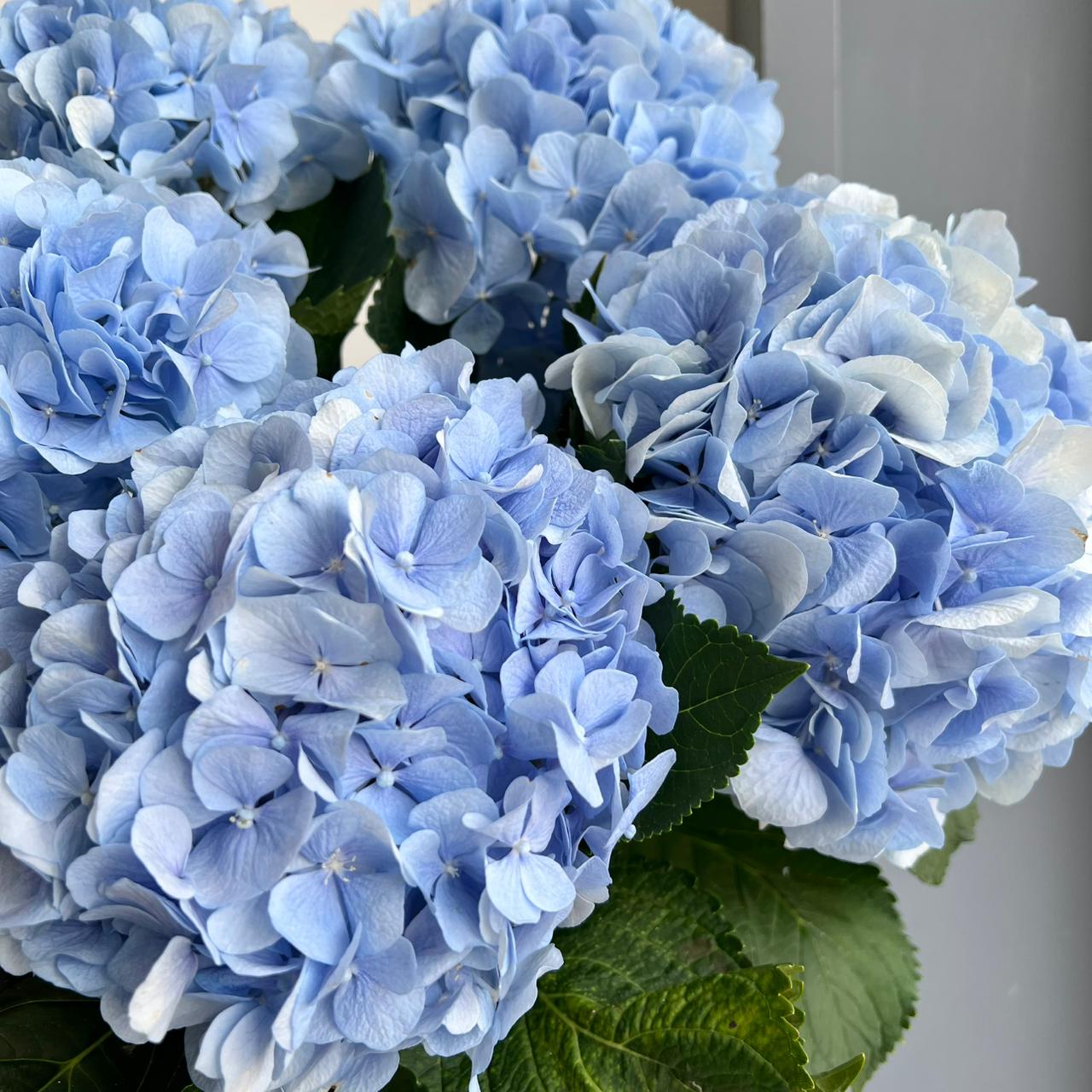 Hydrangeas - Verena Blue