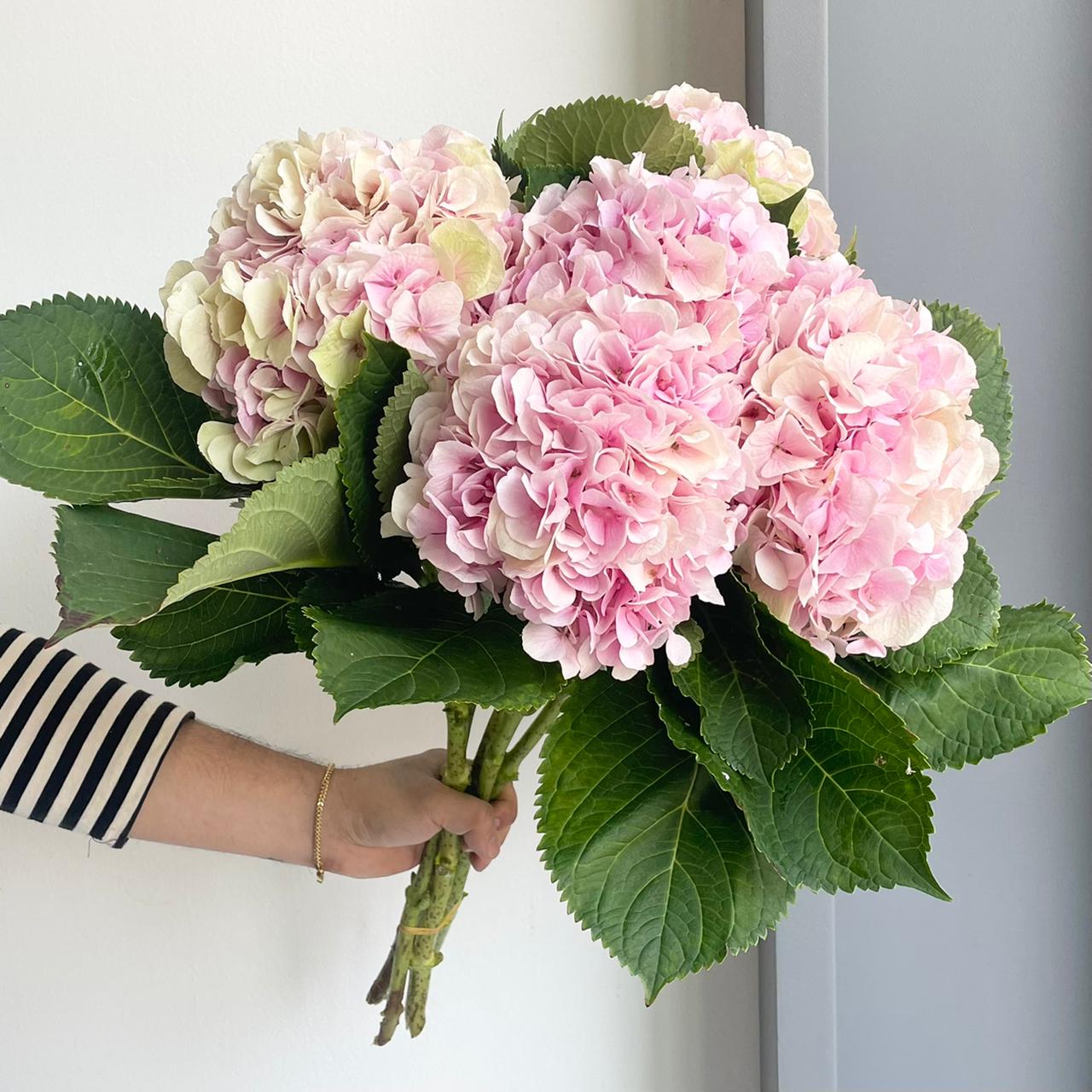 Hydrangeas - Verena Classic Champagne