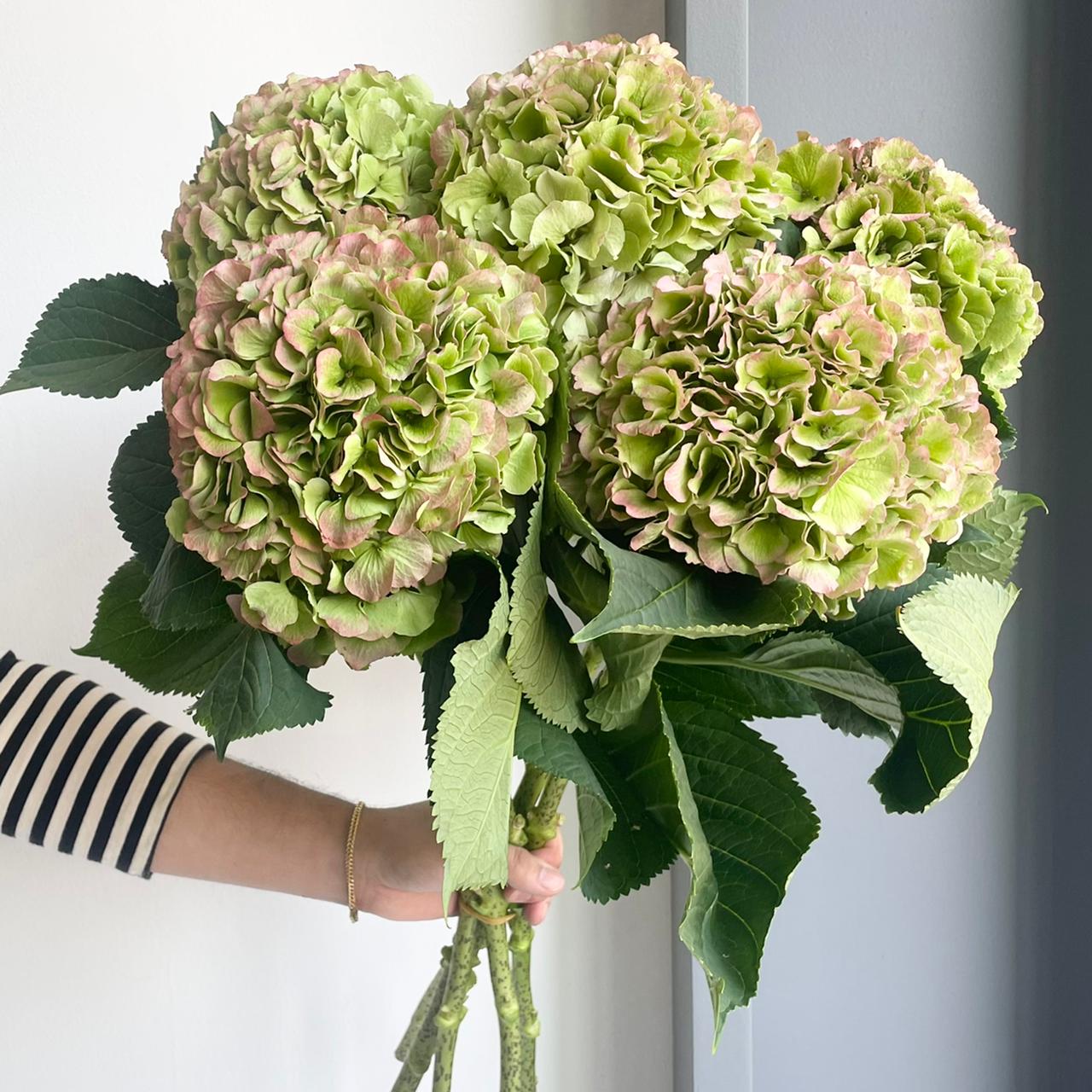 Hydrangeas - Verena Classic Green