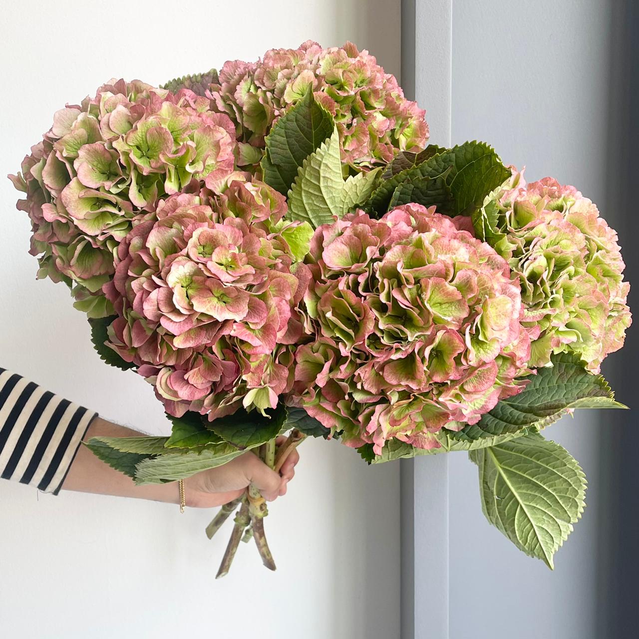 Hydrangeas - Verena Classic Pink XL