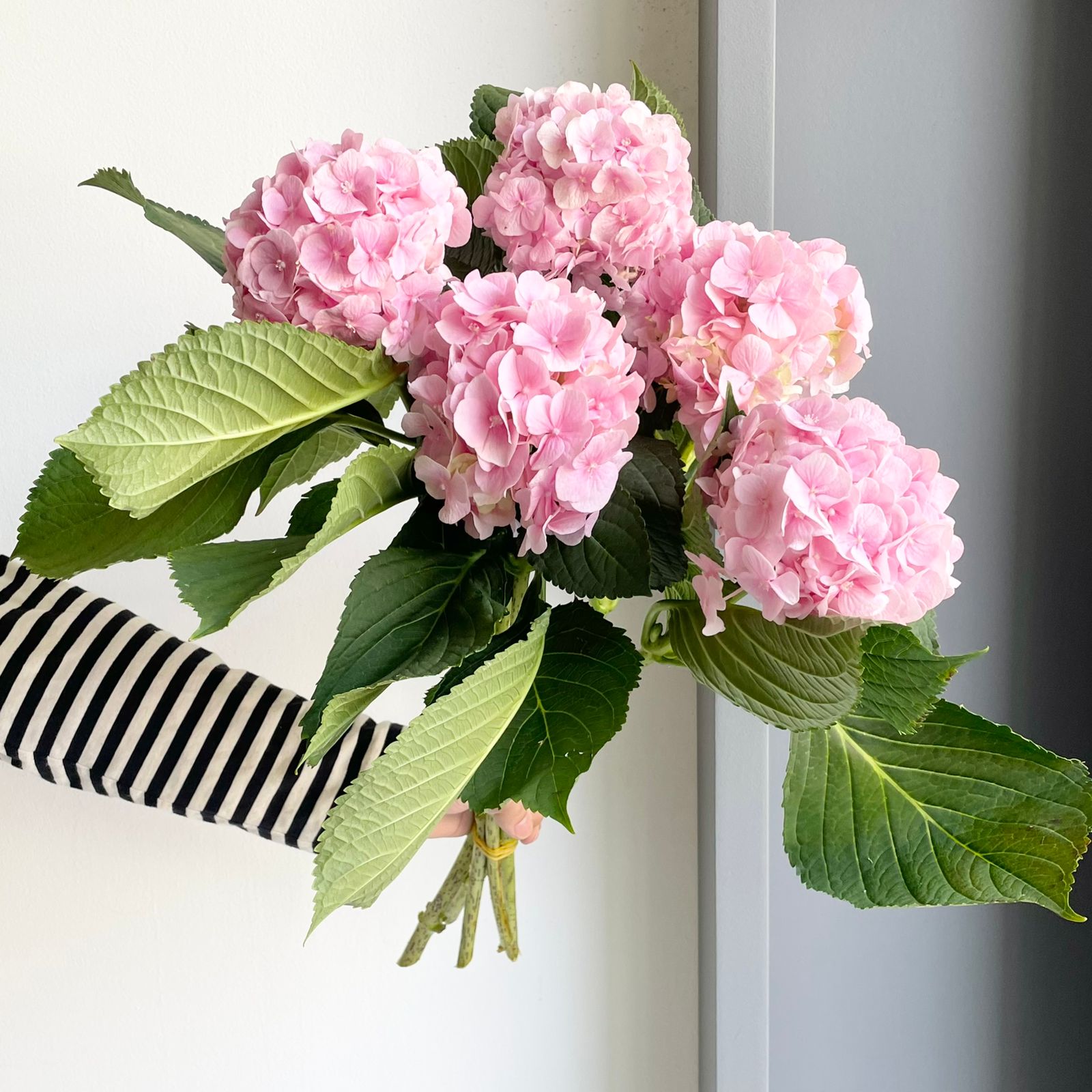 Hydrangeas - Verena Light Pink (Lolipop)