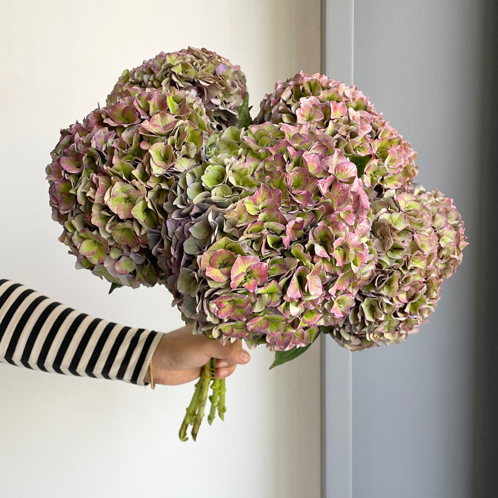 Hydrangeas - Rodeo Classic Purple XL