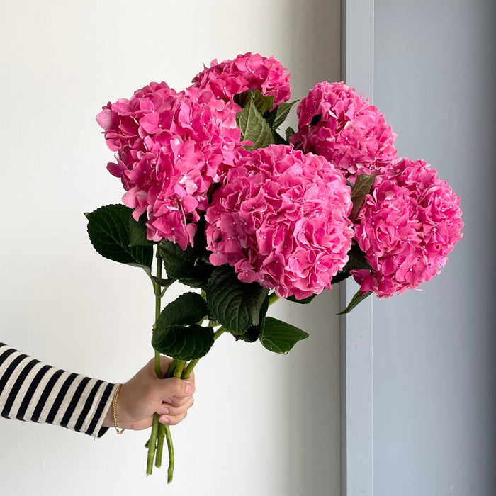 Florette_Flower_Market_Hydrangea_Rodeo_Pink