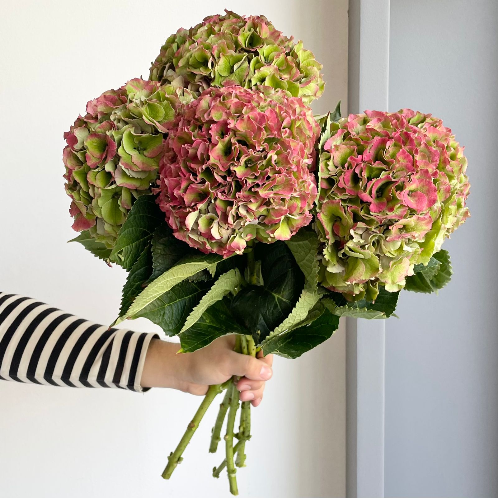 Hydrangeas - Royal Palace Classic Red
