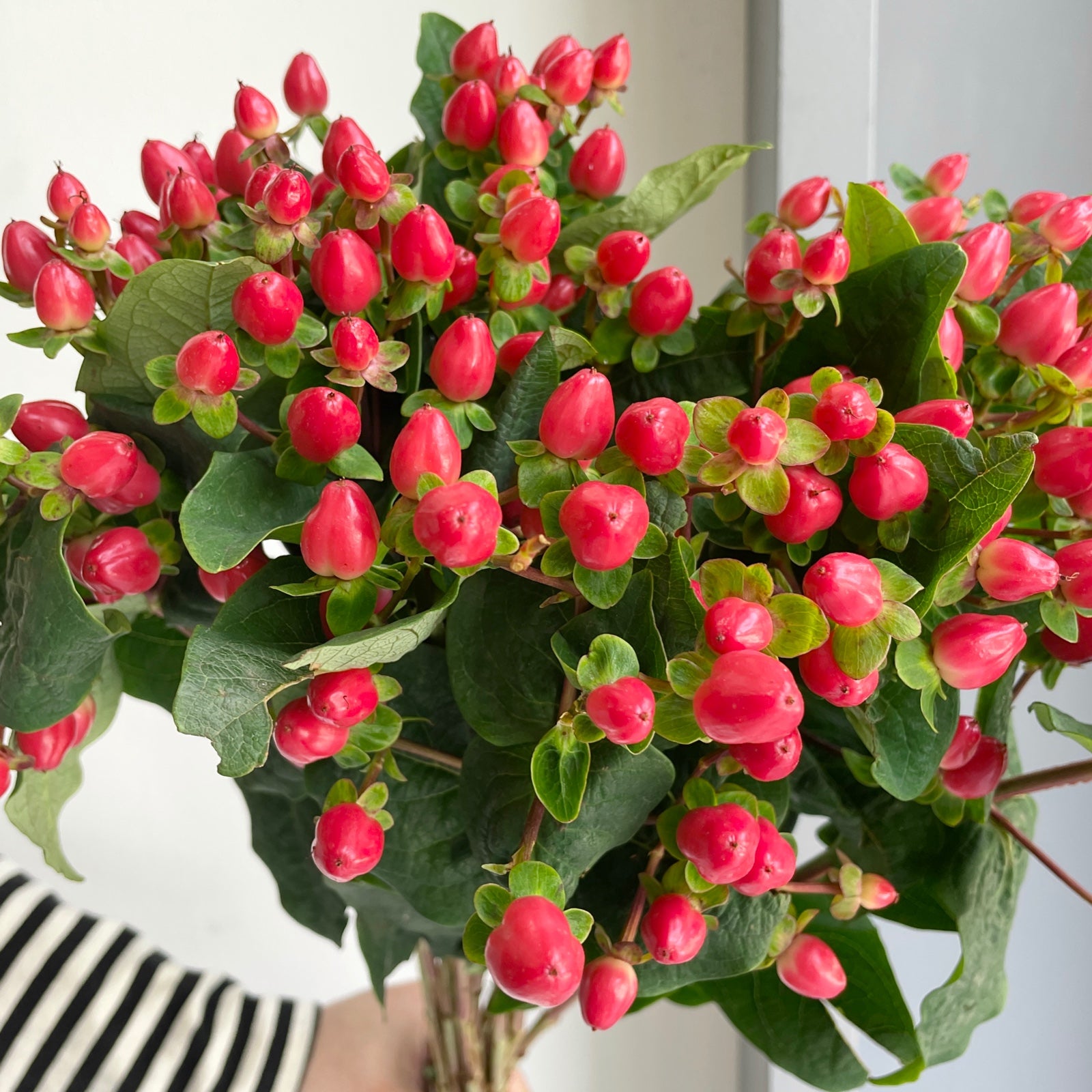 Hypericum Berries - Red