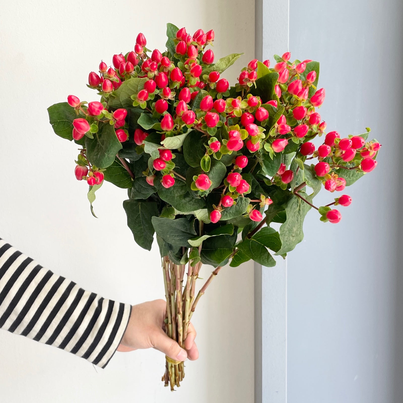 Florette_Flower_Market_Hypericum_Berries_Red-05-25-2025