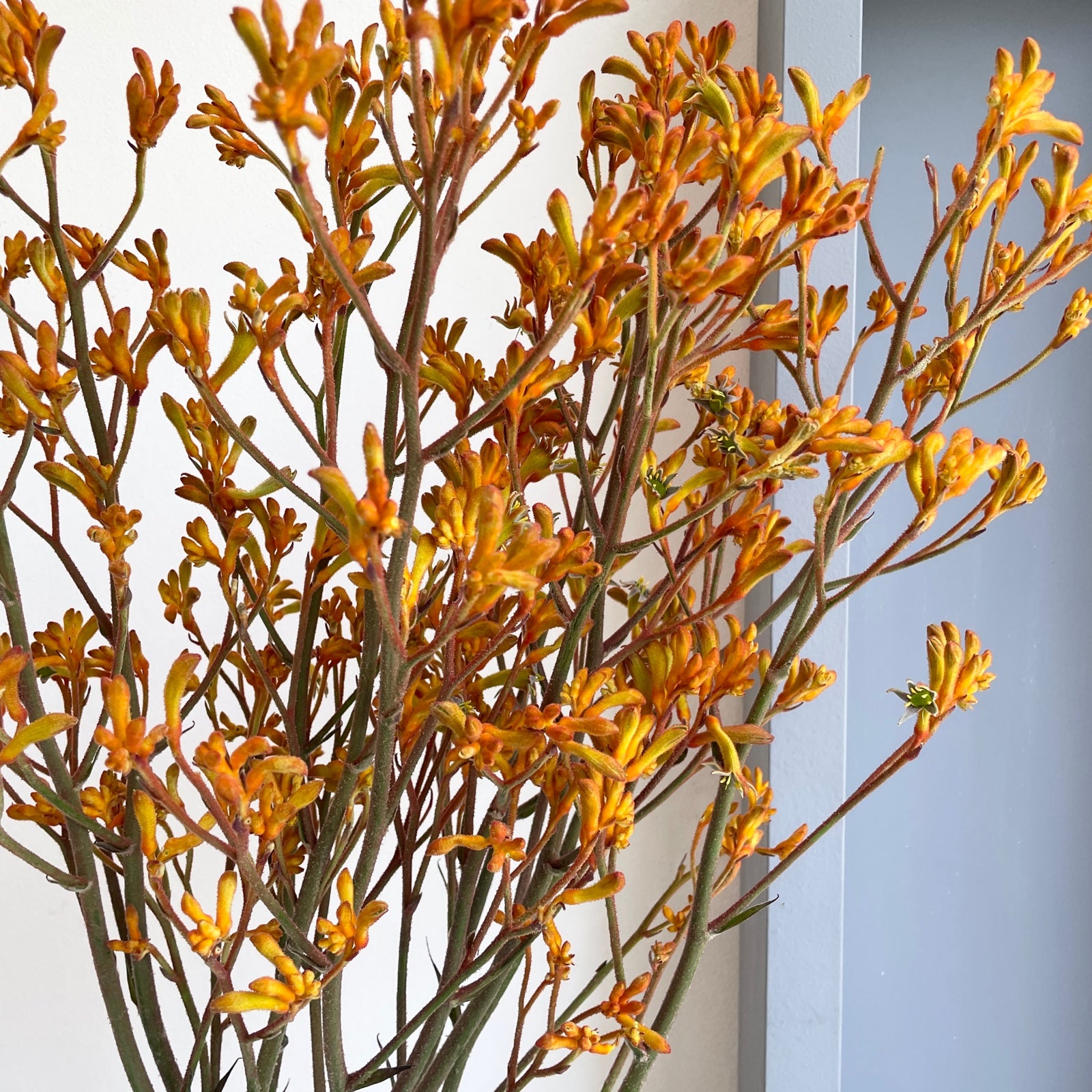 Kangaroo Paws - Orange