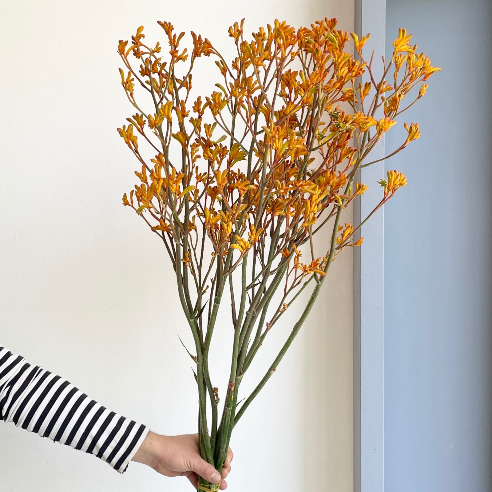 Kangaroo Paws - Orange