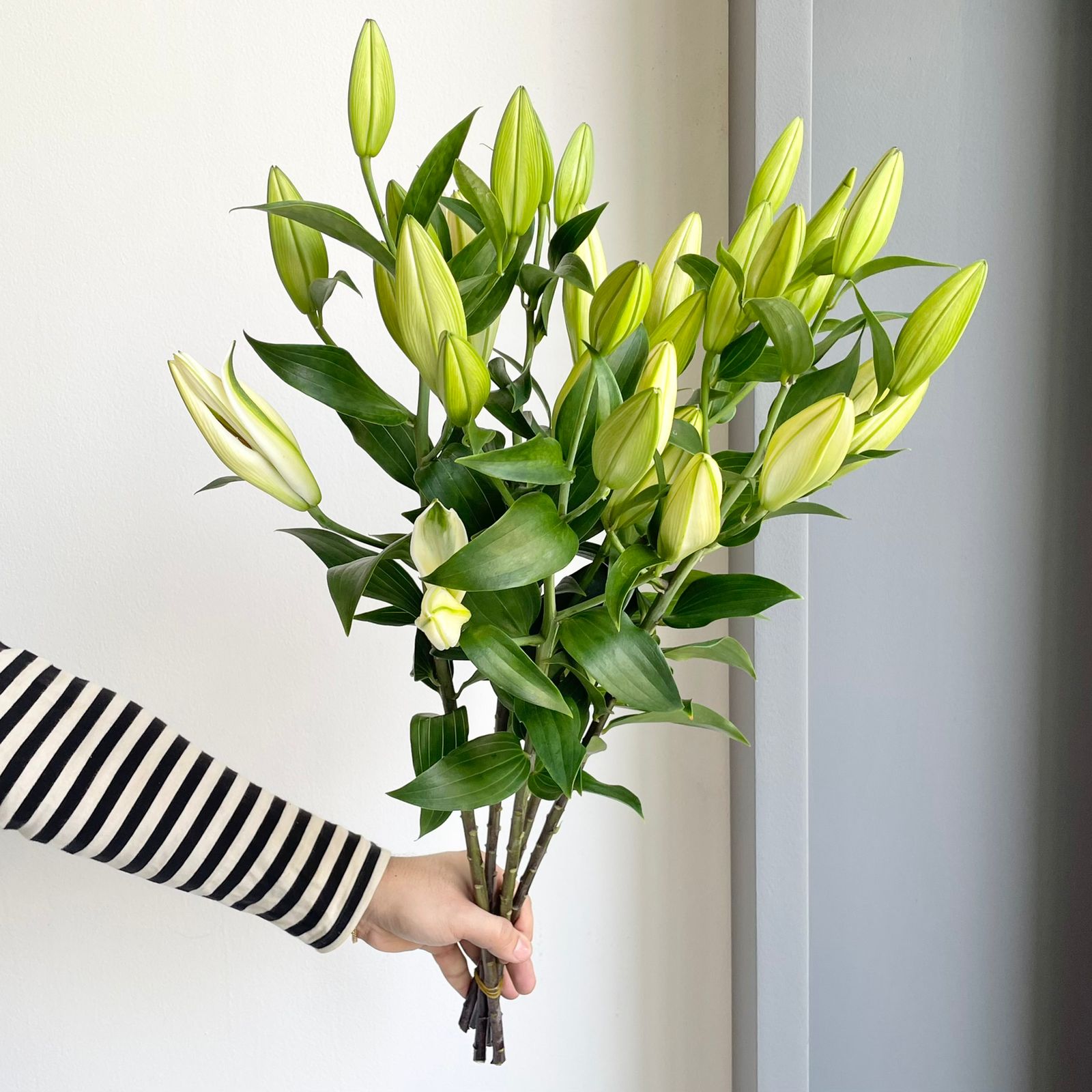 Lilies Oriental - Dutch Mountain White