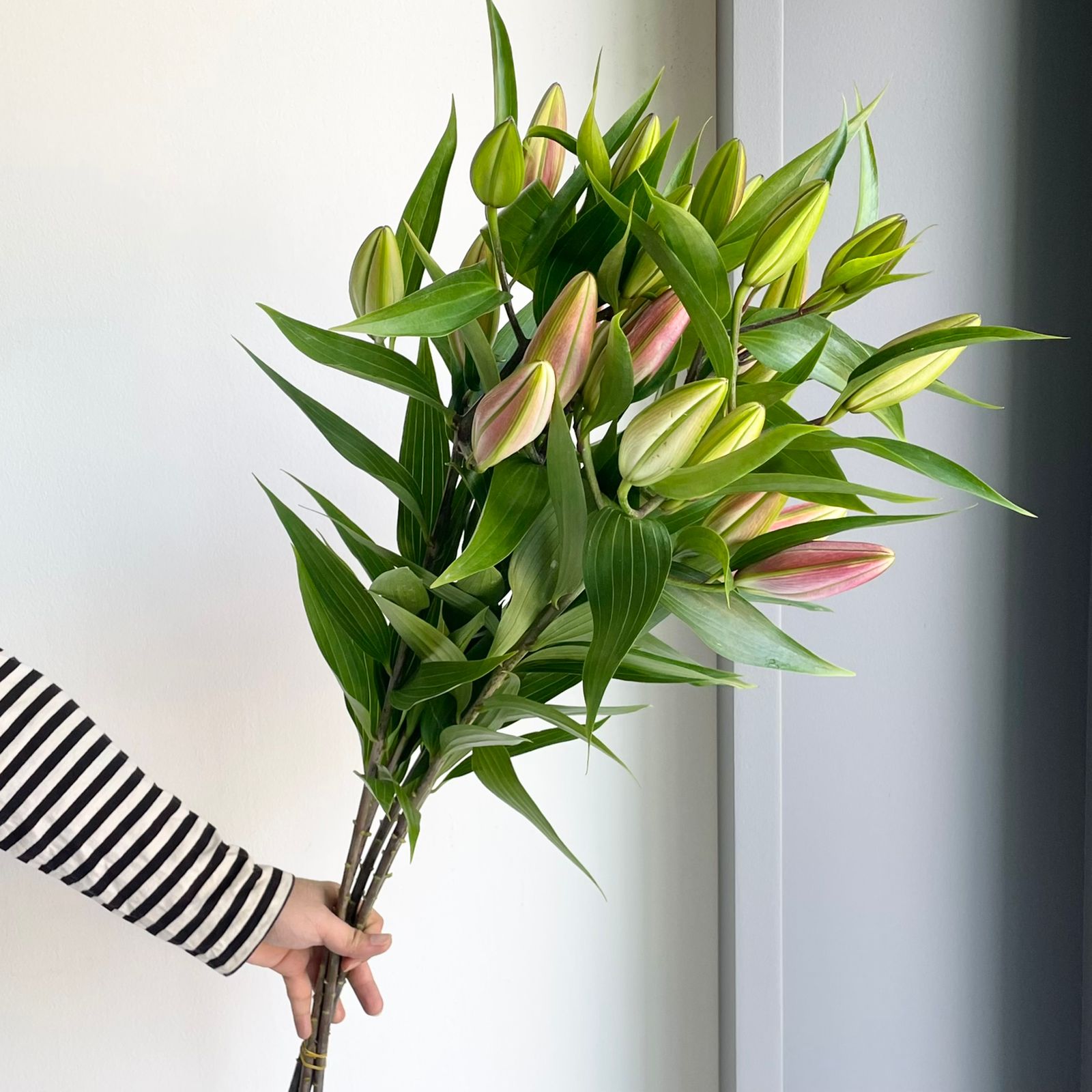 Lilies Oriental - Bosco