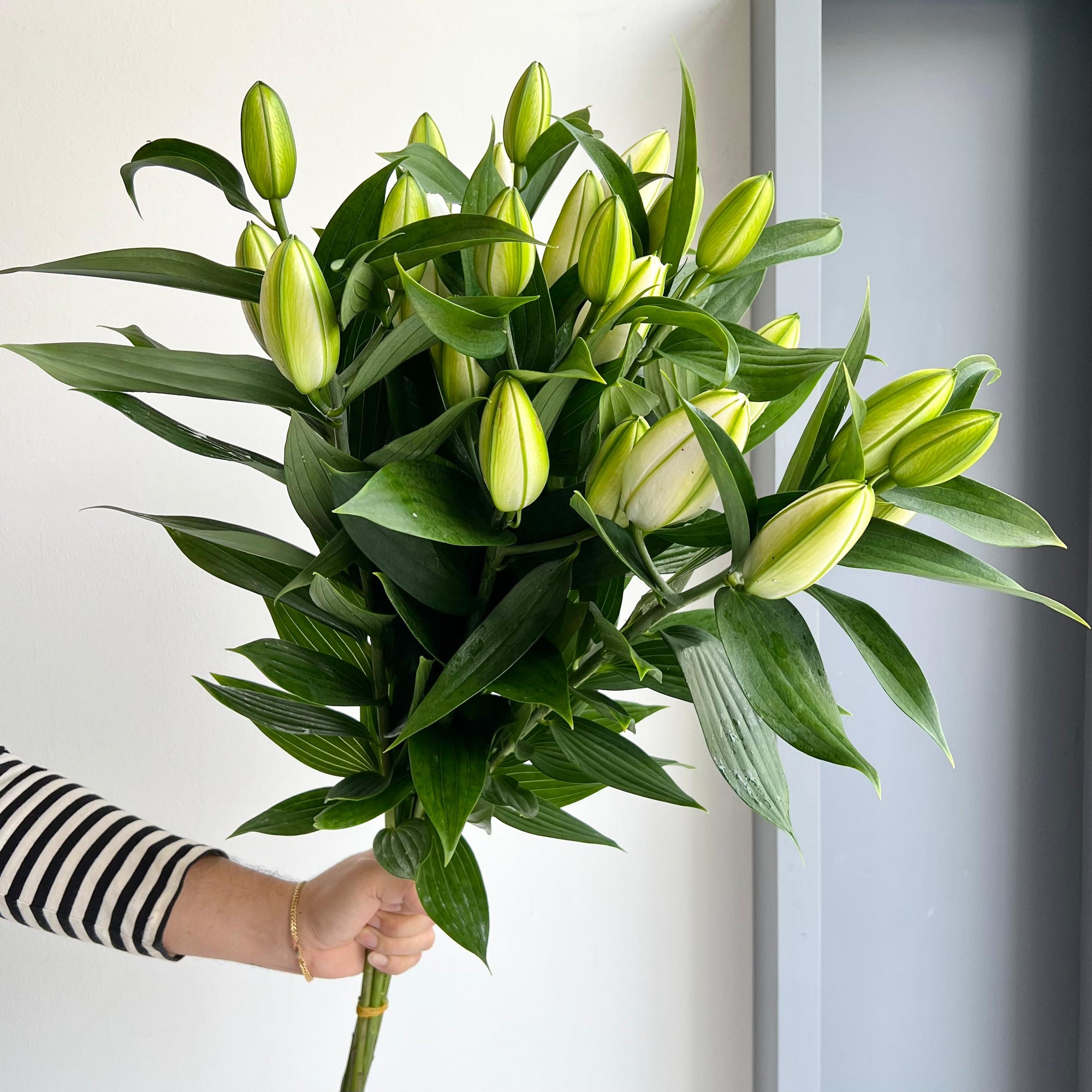 Lilies Oriental Double - Chardonnay White
