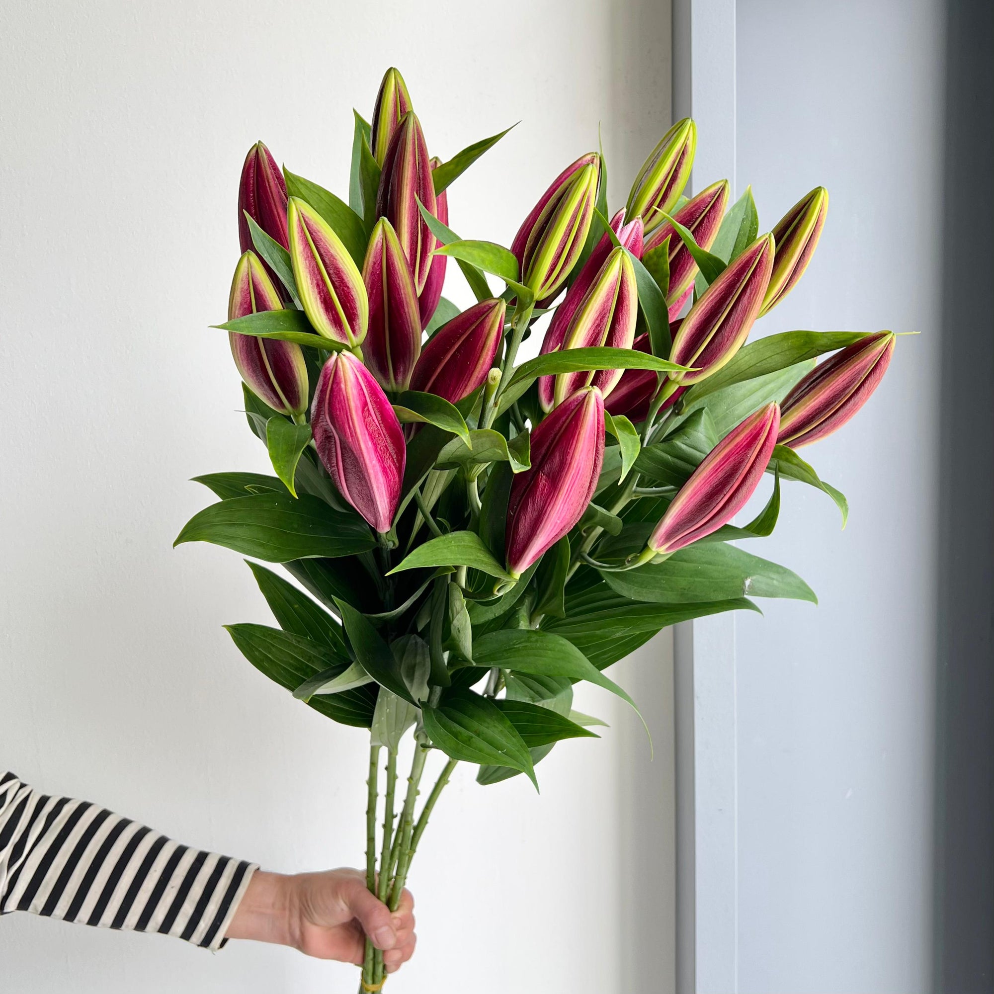 Lilies Oriental - Jacksonville Red Xxl