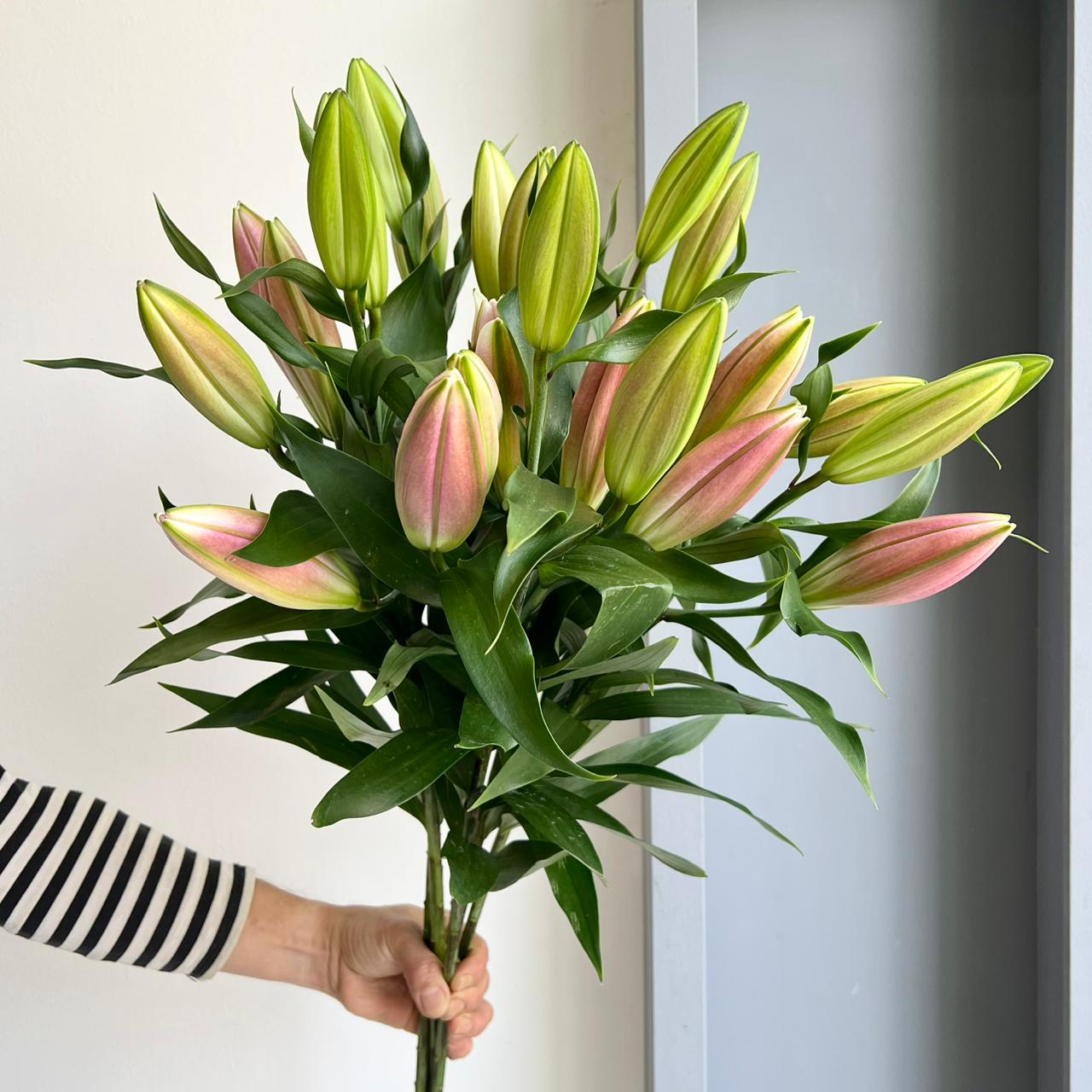 Lilies Oriental - Overig Pink