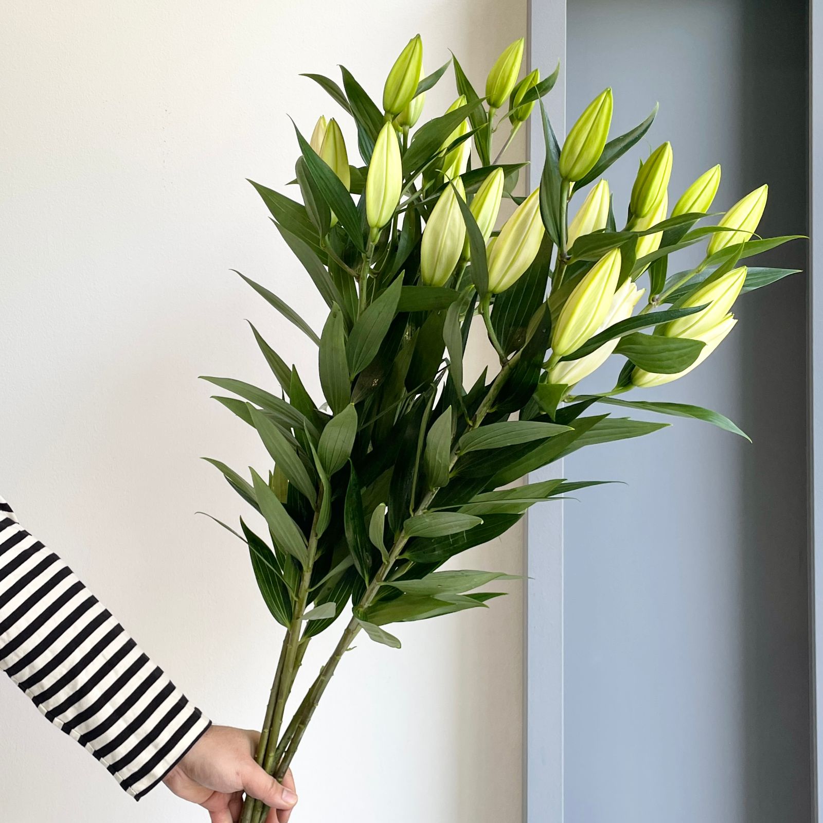 Lilies Oriental - Pacific Ocean White