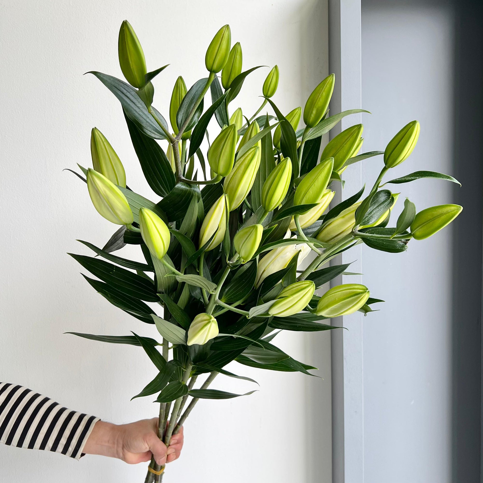 Lilies Oriental - Pacific Ocean White