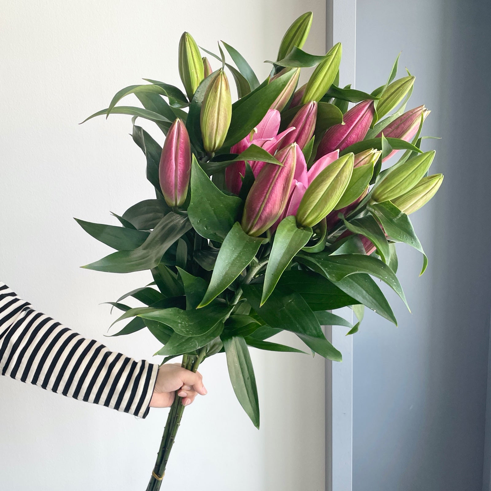 Lilies Oriental - Pinterest Dark Pink