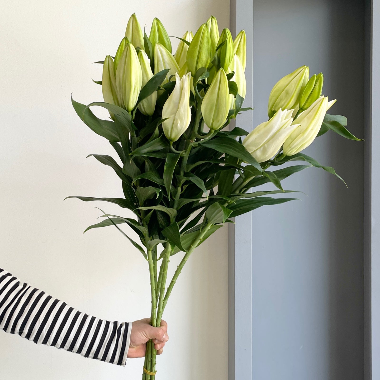 Lilies Oriental - Severn White