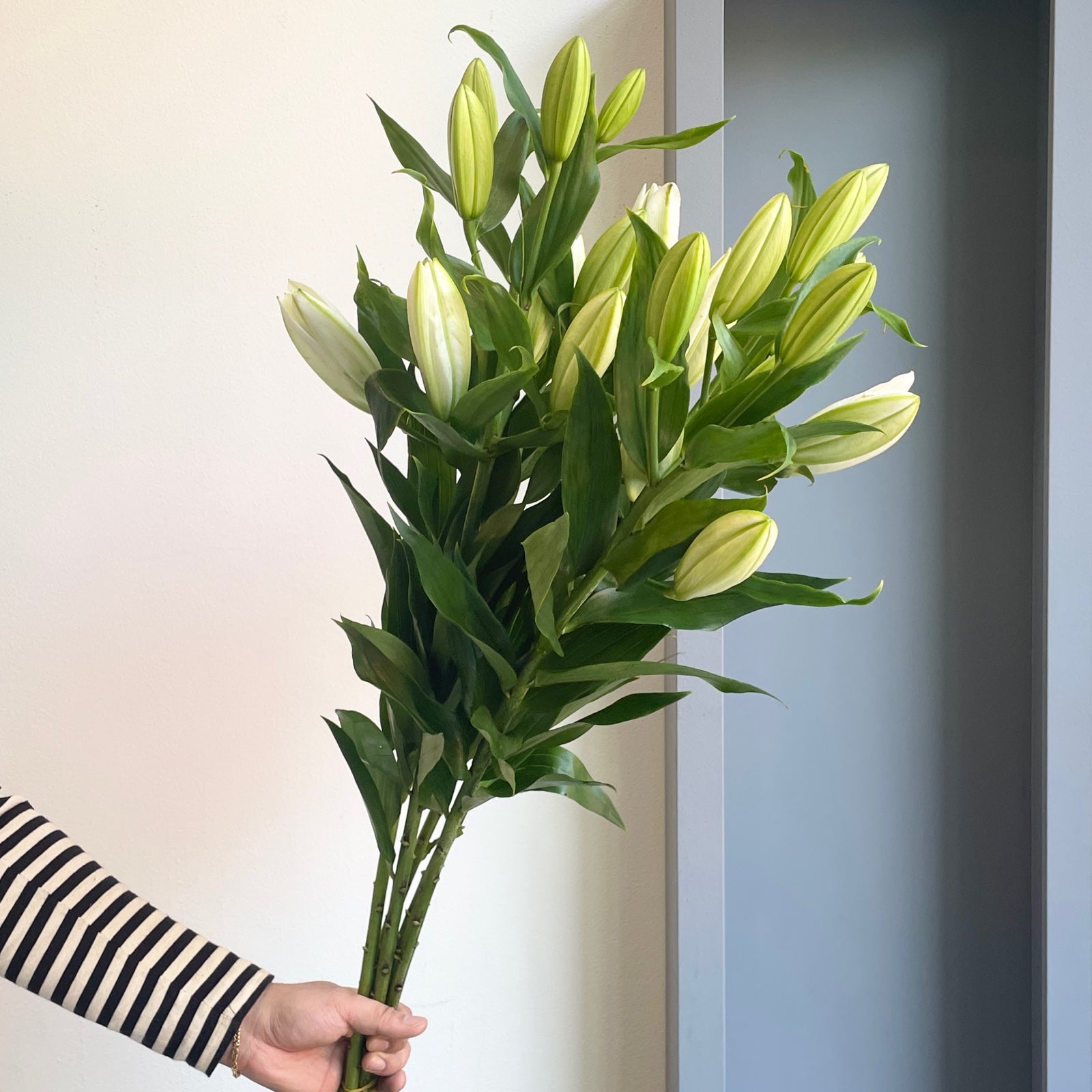 Lilies Orientpet - Tisento White
