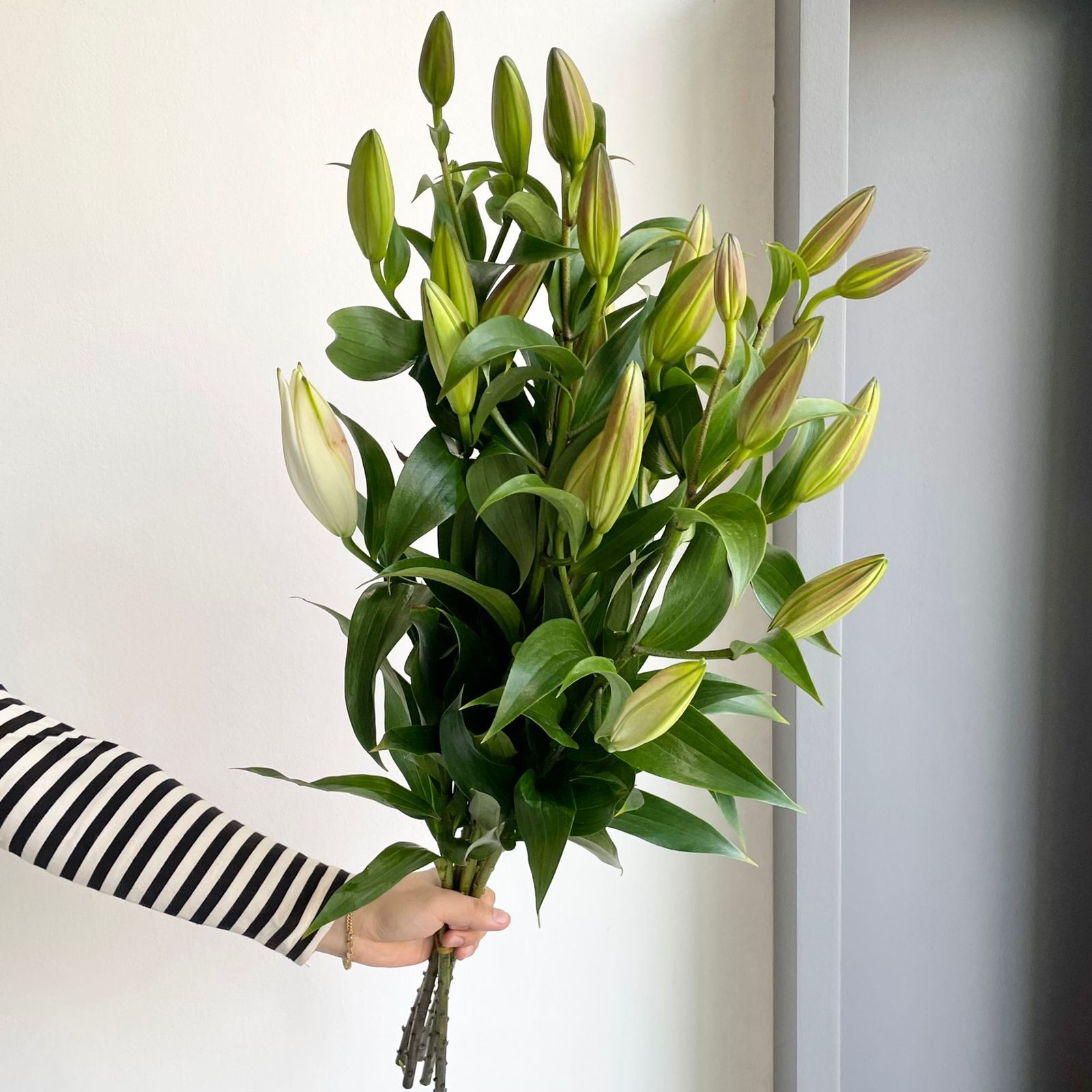 Lilies Orientpet - Zambesi White
