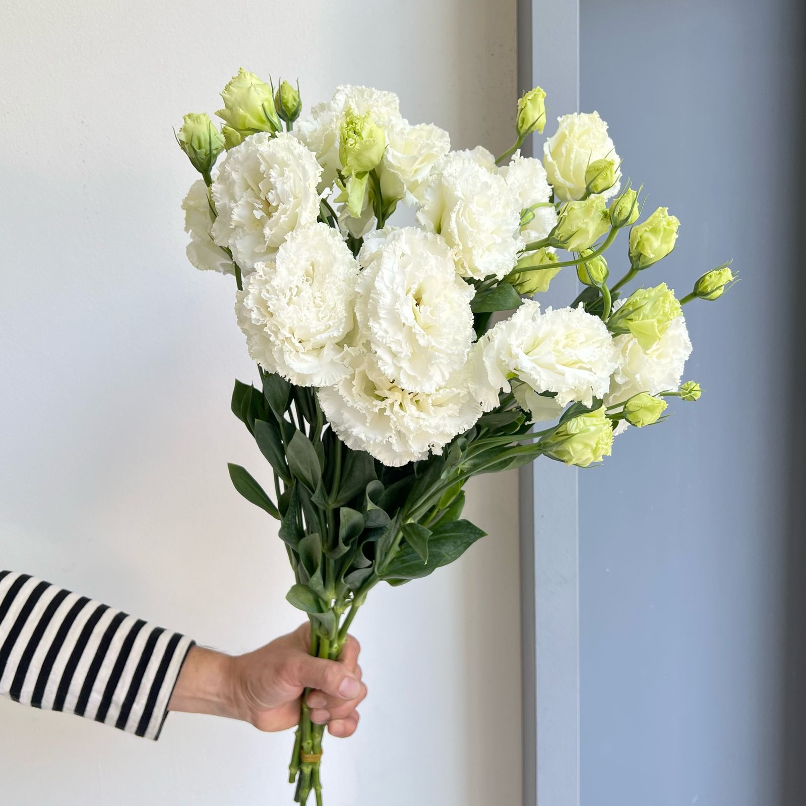 Lisianthus Double - White