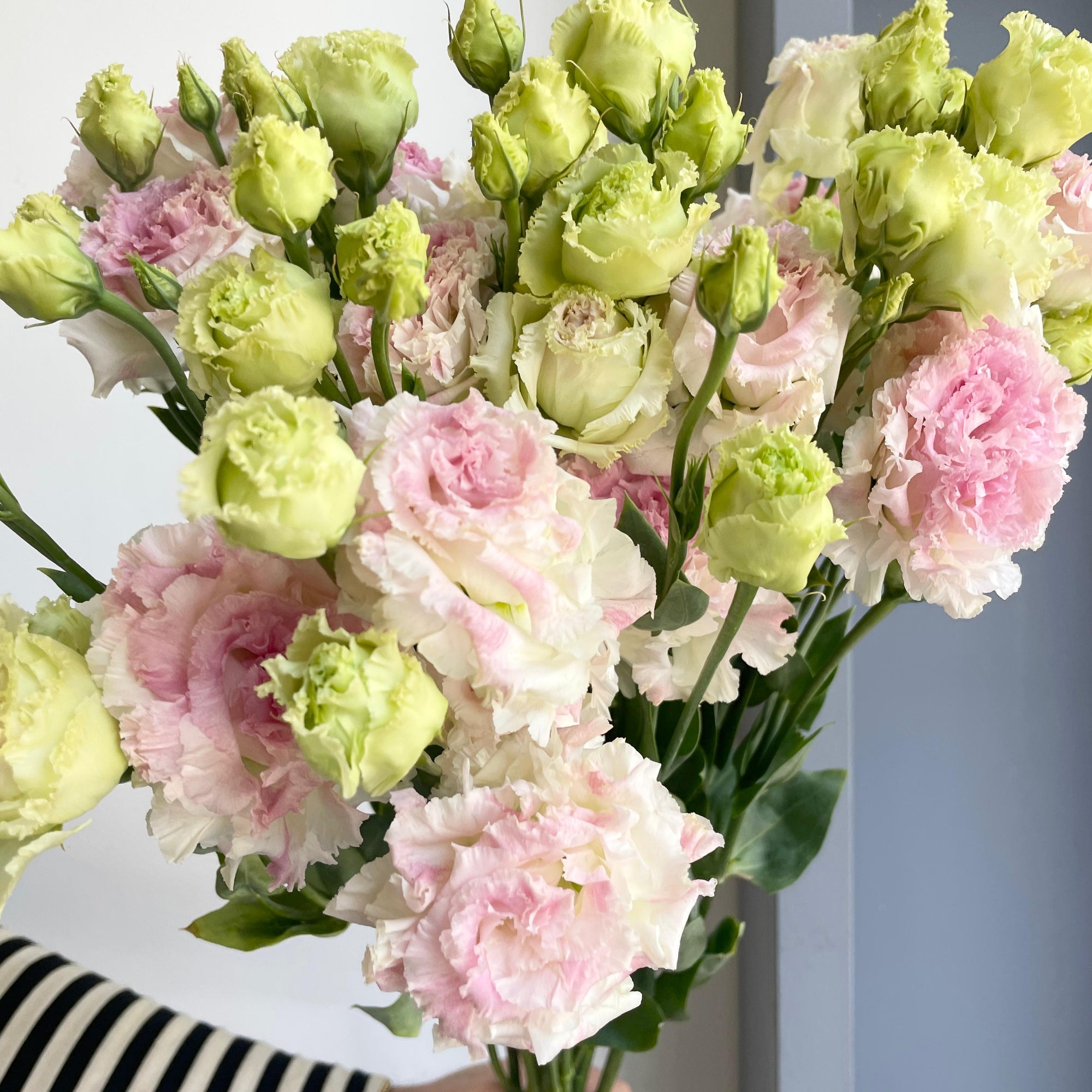Lisianthus Double - Light Pink