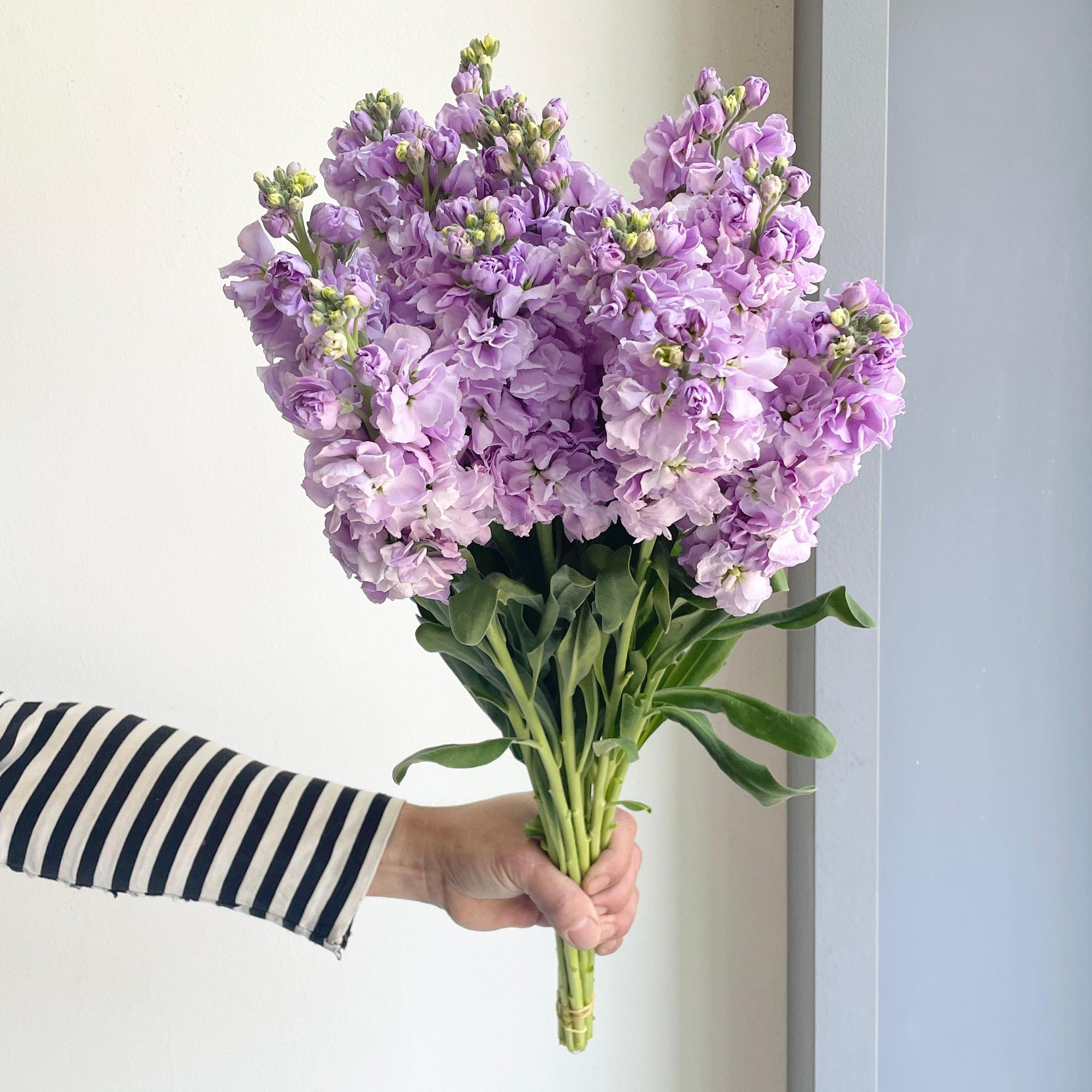 Mathiola - Light Purple