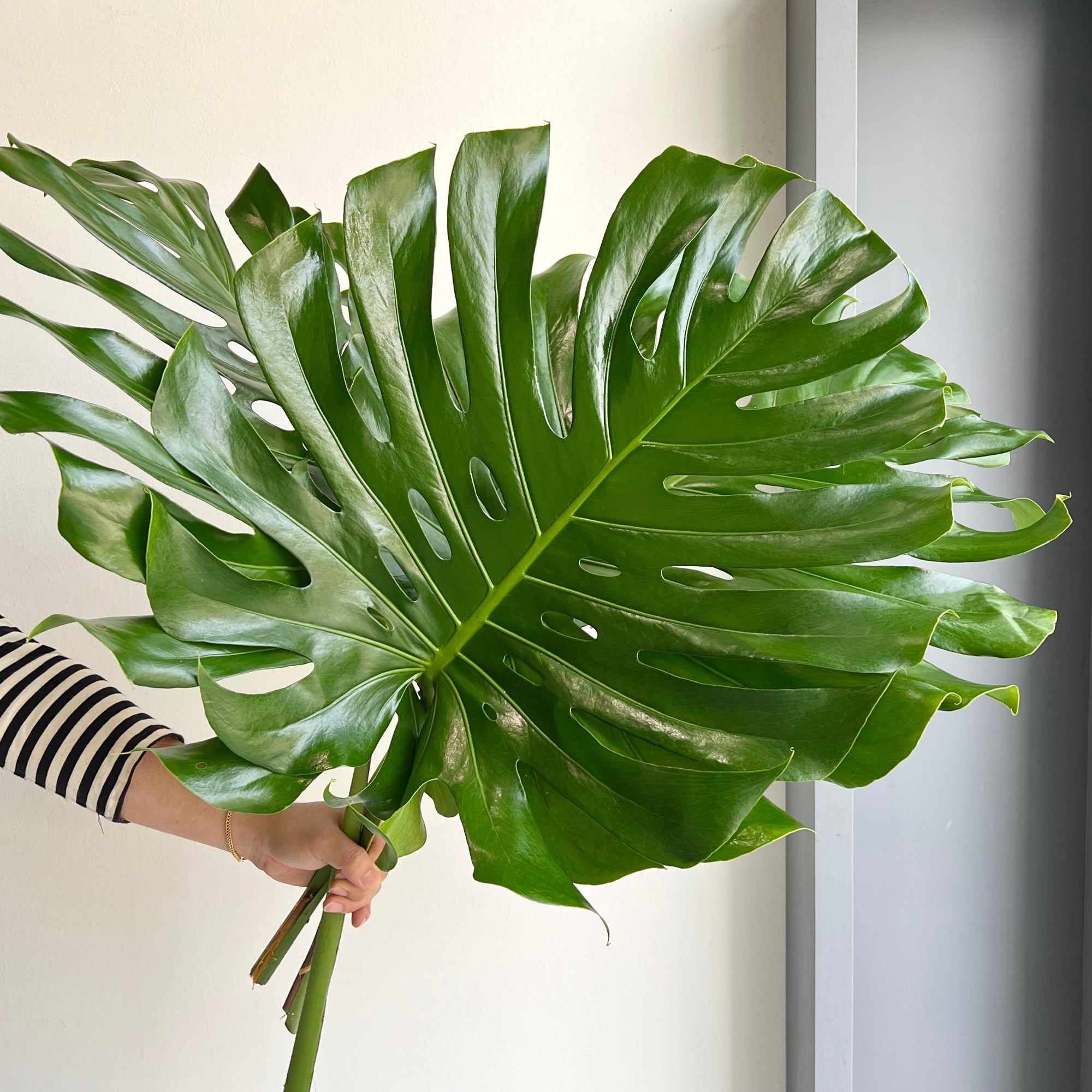 Monstera Leaves XL