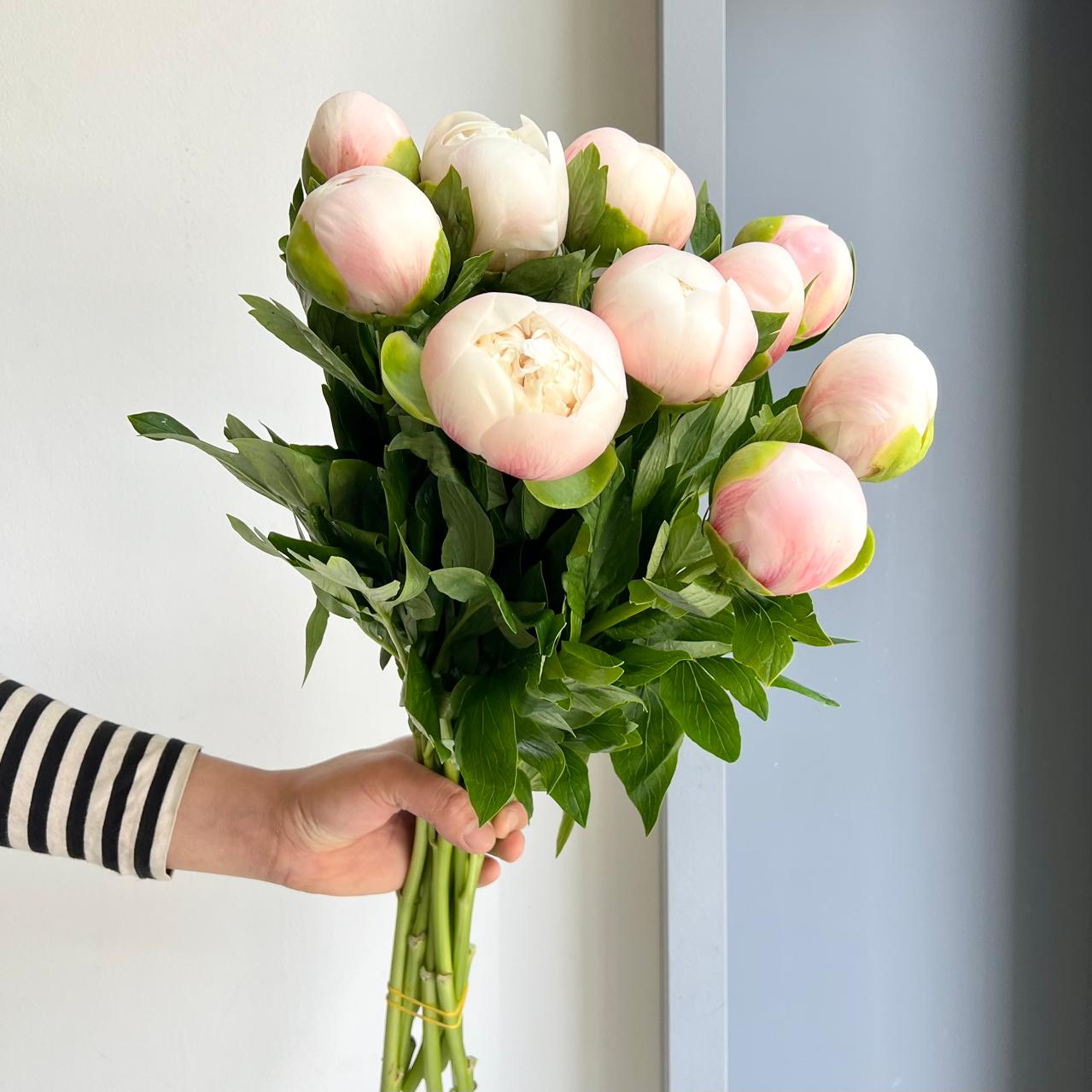 Peonies - Colonel Owen Cousins