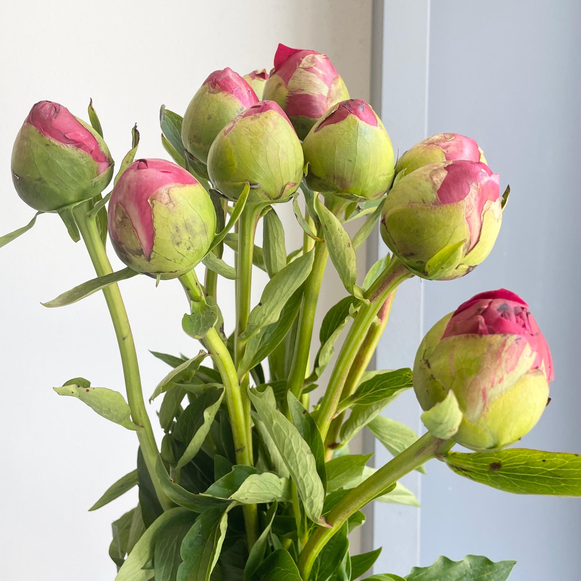 Peonies - Command Performance Red-Pink (Small)